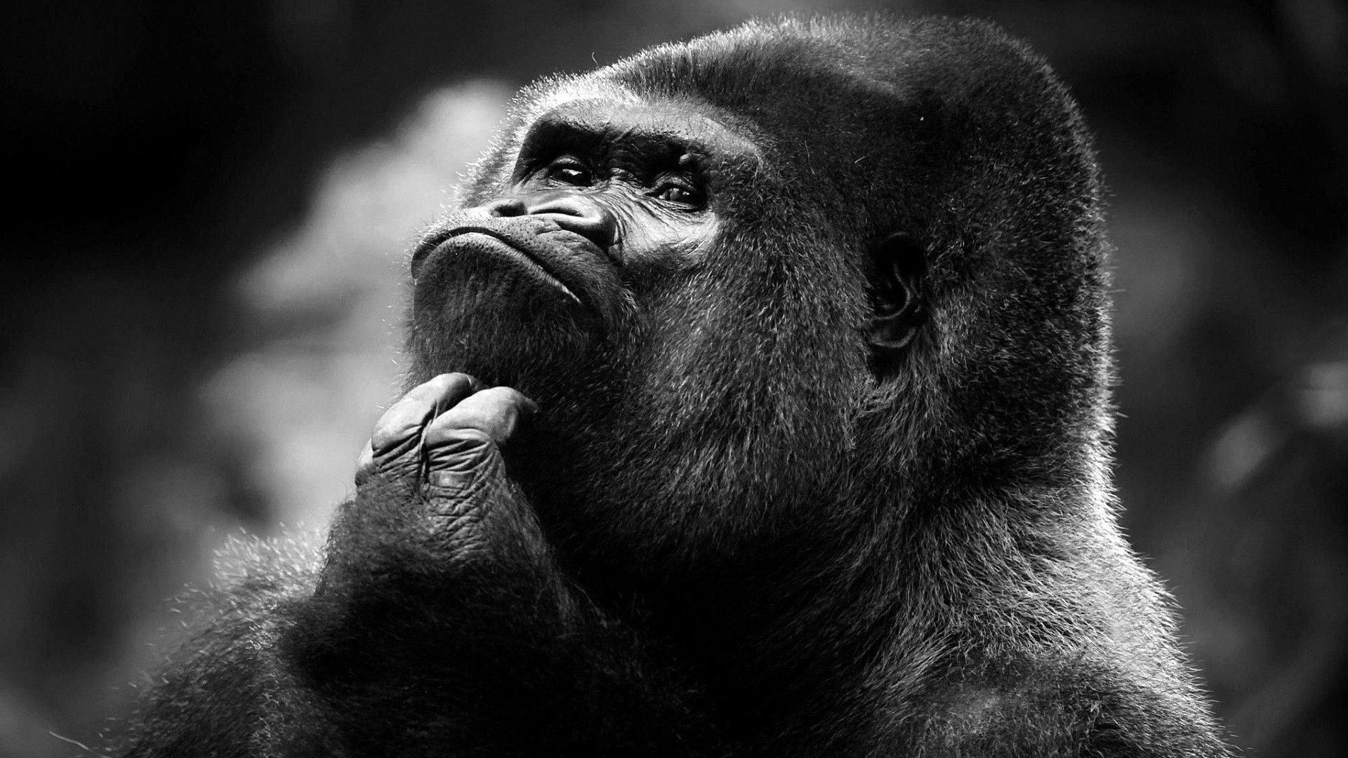 Gorillas Monochrome Thinking Black Gray 1920x1080
