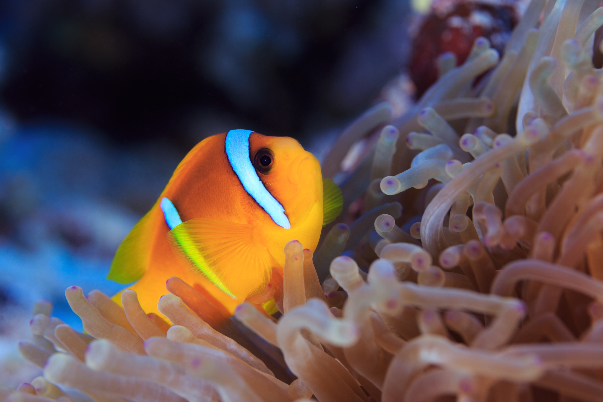 Clownfish Fish Sea Anemone 2048x1365