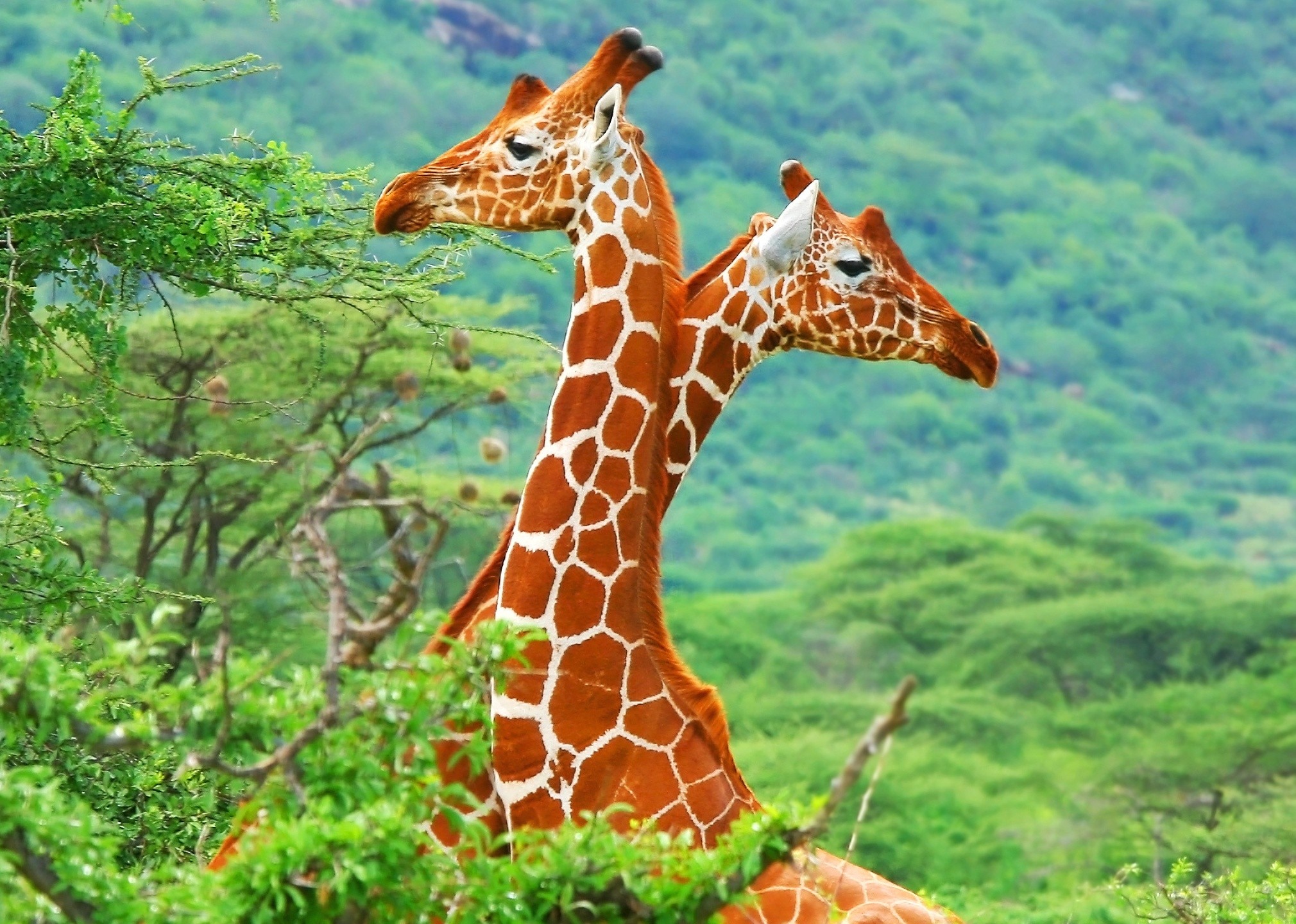 Animals Giraffes Wildlife Nature Colorful Trees Vibrant 2020x1440