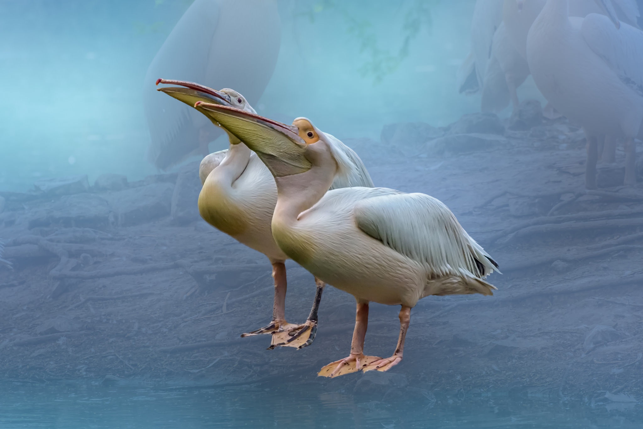 Nature Animals Birds Pelicans 2048x1365