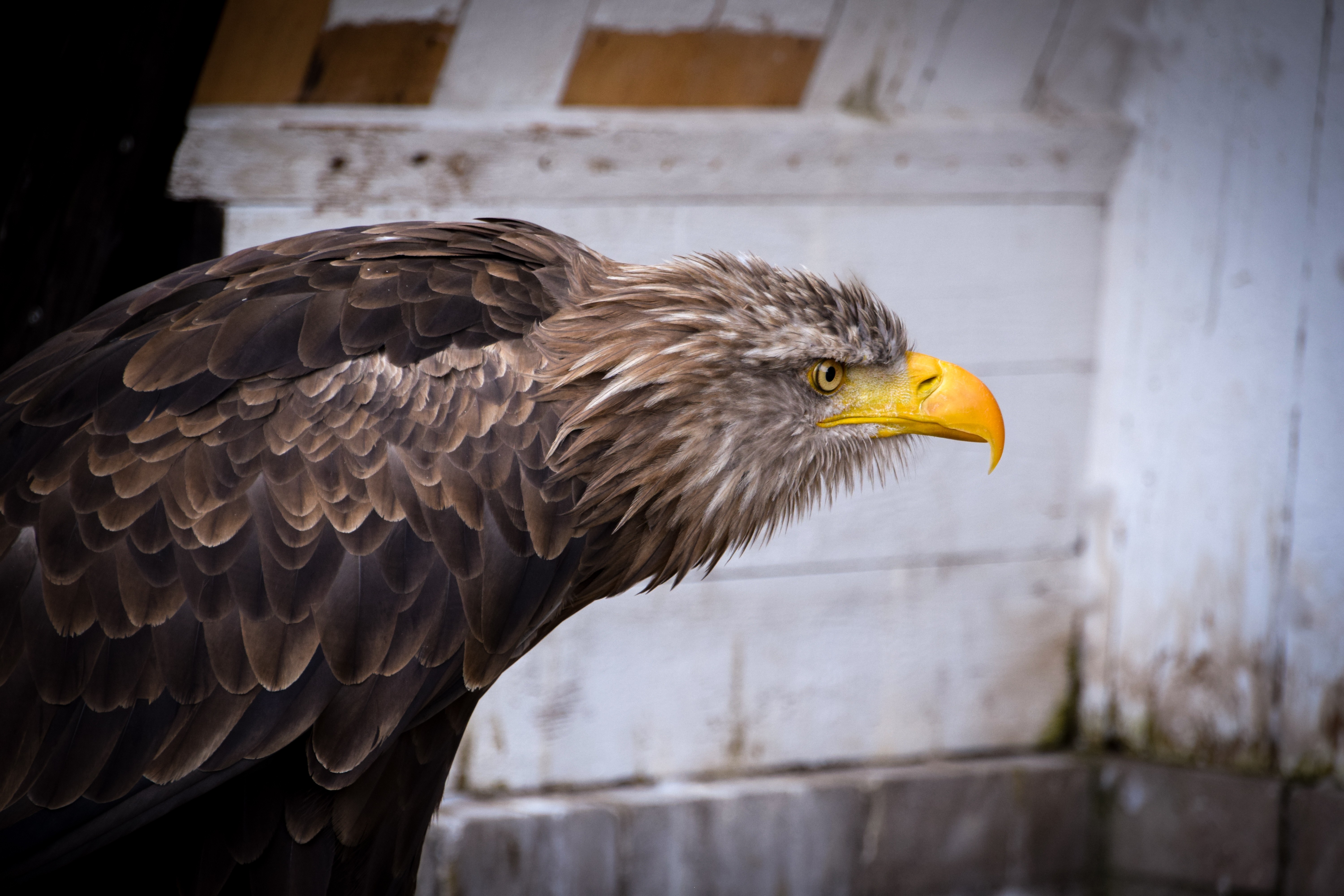 Germany Nature Animals Nikon Eagle Photography 6000x4000