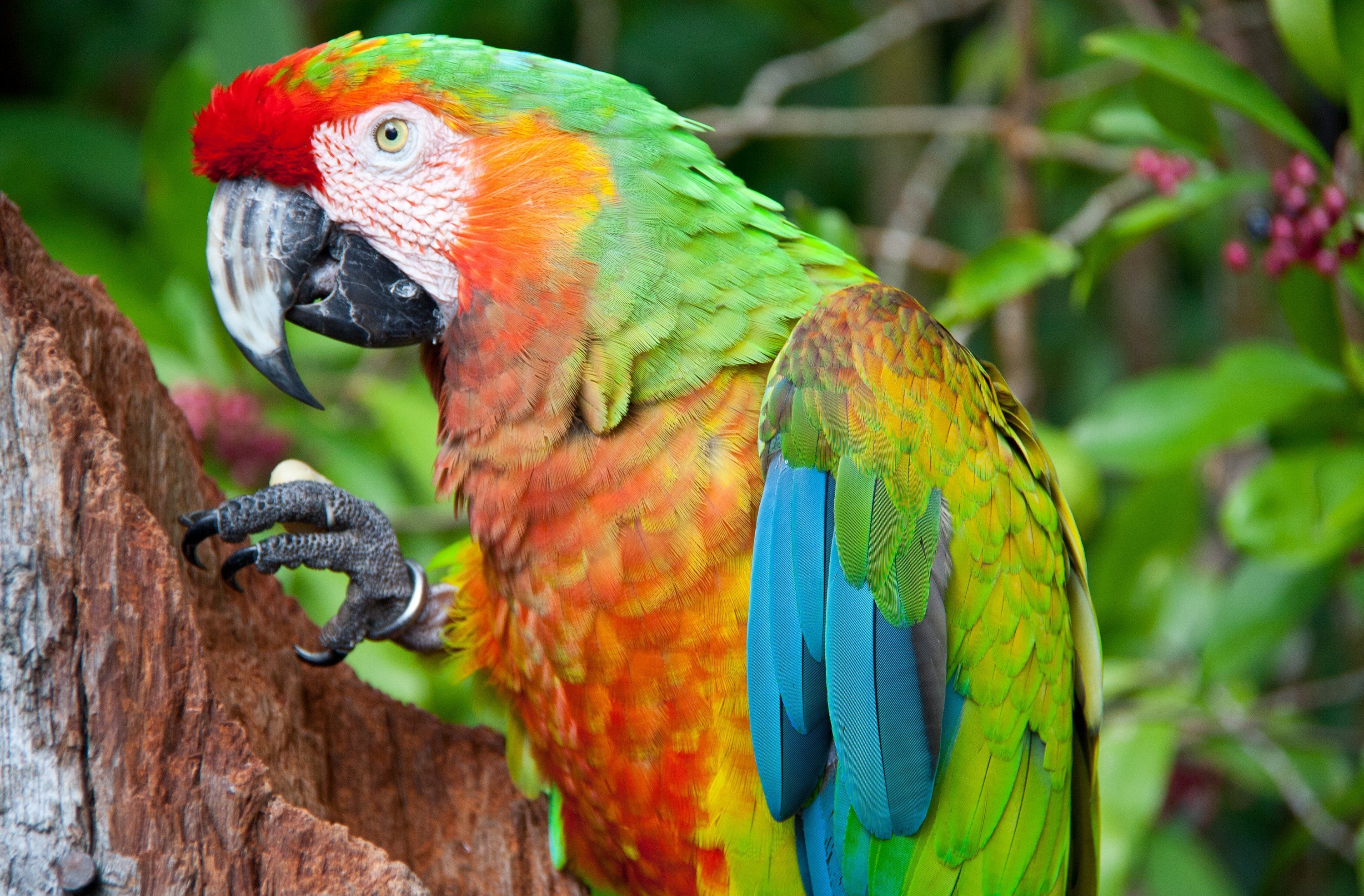 Animal Macaw 3000x1971