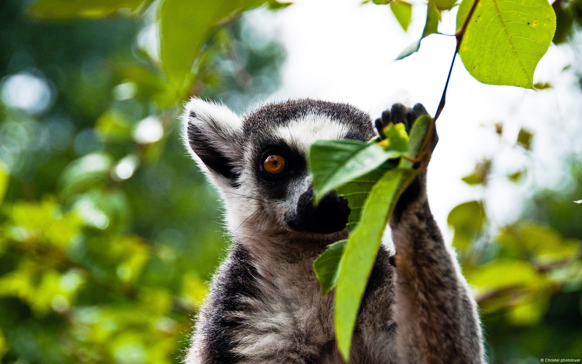 Animals Lemurs Leaves 1920x1200