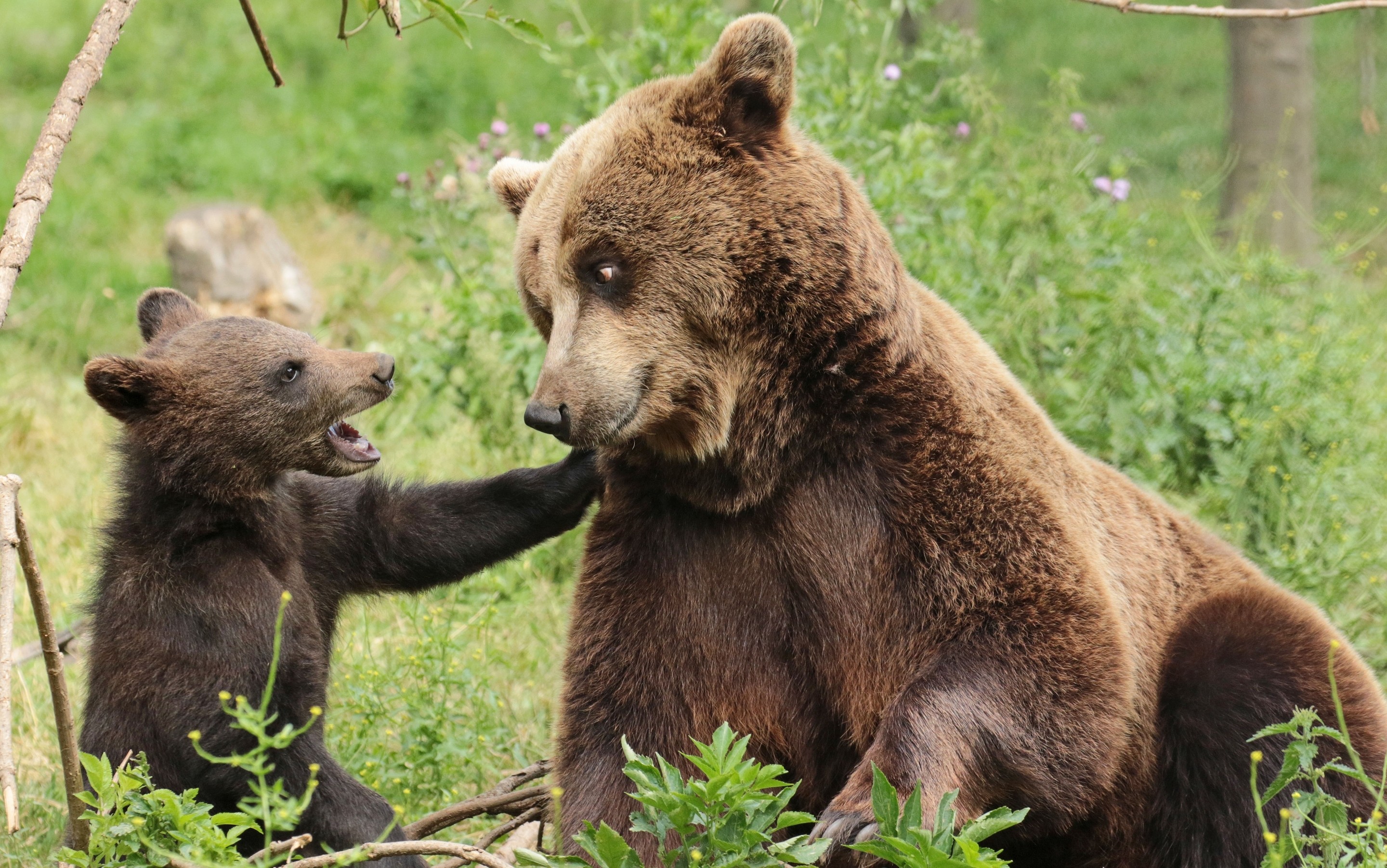 Animals Bears Cubs Baby Animals 2880x1803