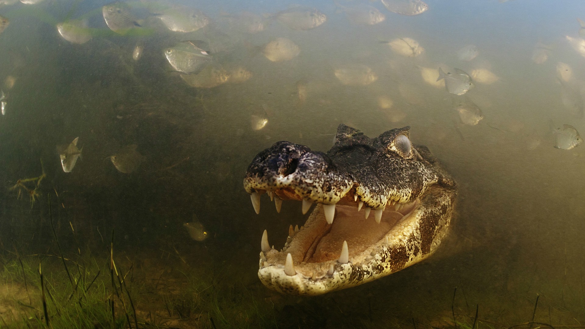 Nature Animals Skin Alligators Crocodiles Teeth Underwater River Grass Fish 1920x1080