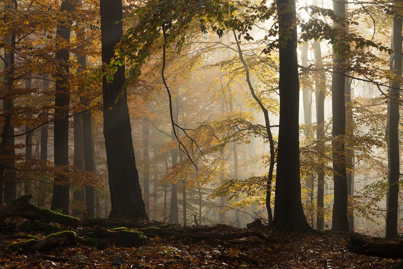 Landscape Forest Sunlight Fall Atmosphere Morning Beech Trees Yellow Leaves Germany Nature 1300x867