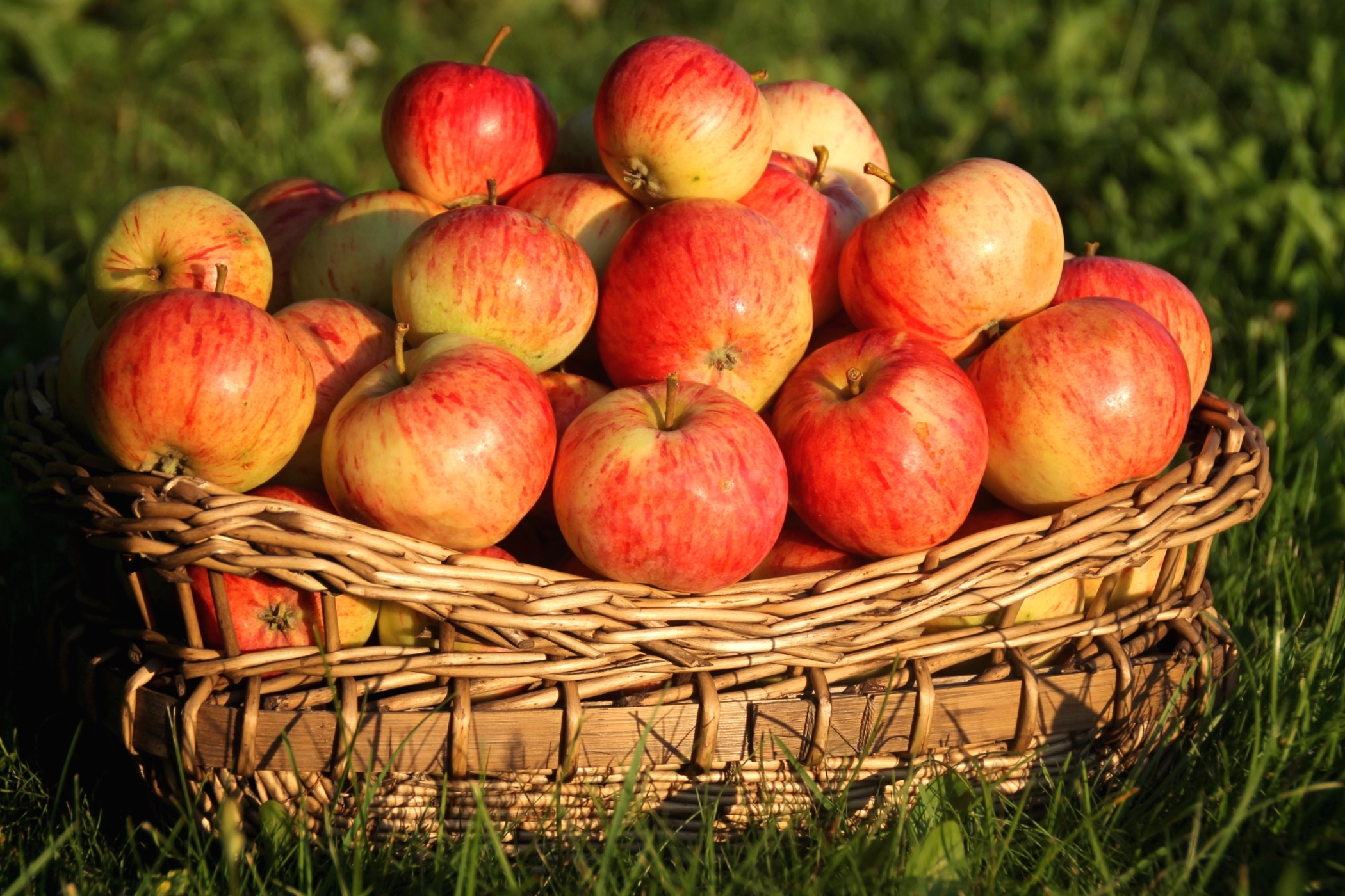 Apple Basket Fruit 2100x1400