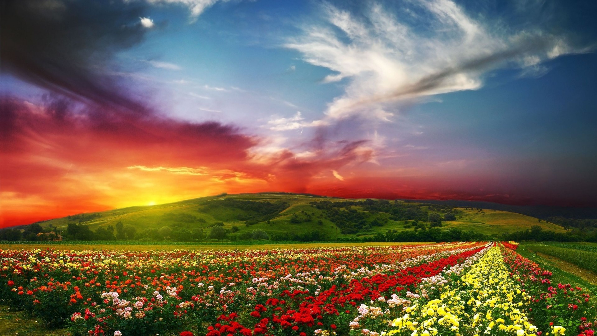 Flowers Agro Plants Field Colorful Sky 1920x1080