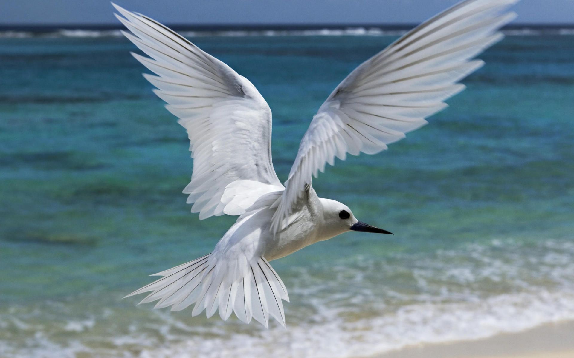 Bird Flying Wildlife Tern 1920x1200