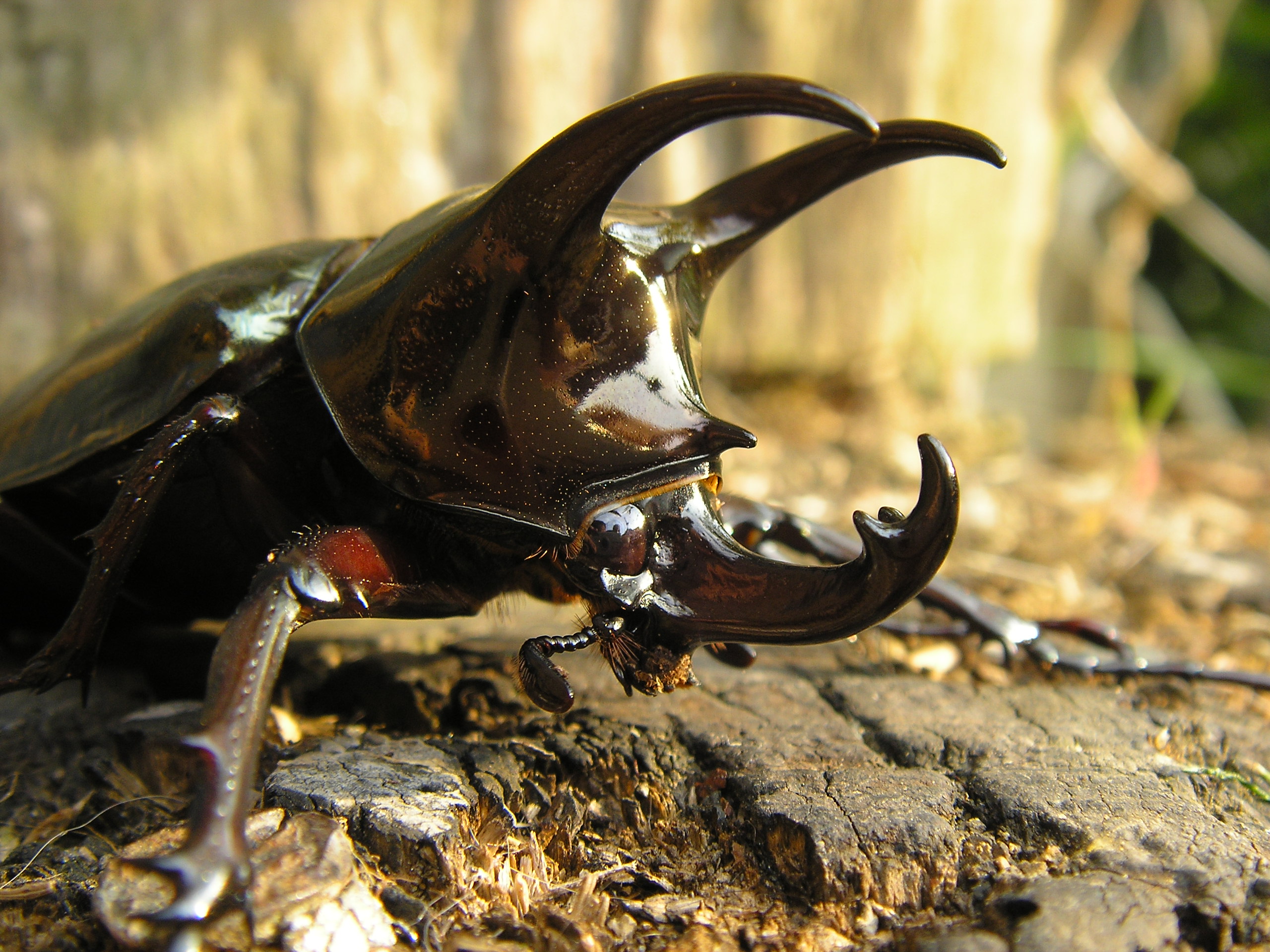 Animal Rhinoceros Beetle 2560x1920