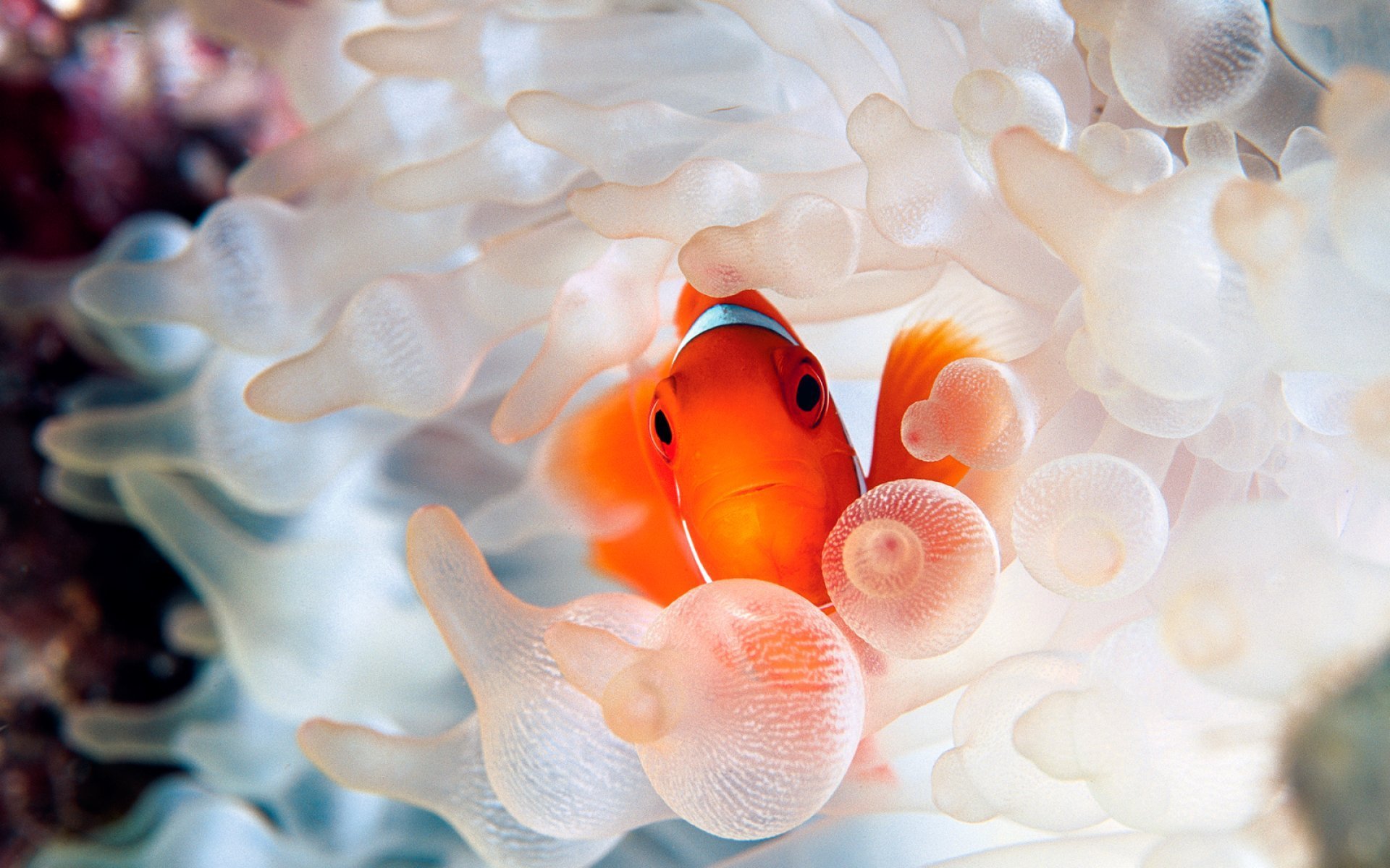 Animal Clownfish 1920x1200