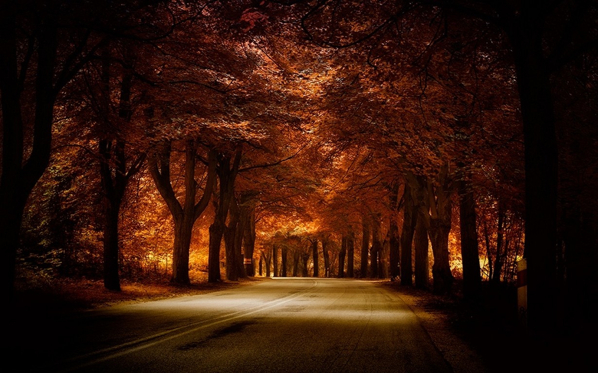 Road Trees Fall Nature Landscape Amber Grass Tunnel Shadow Dappled Sunlight Orange Atmosphere 1230x768