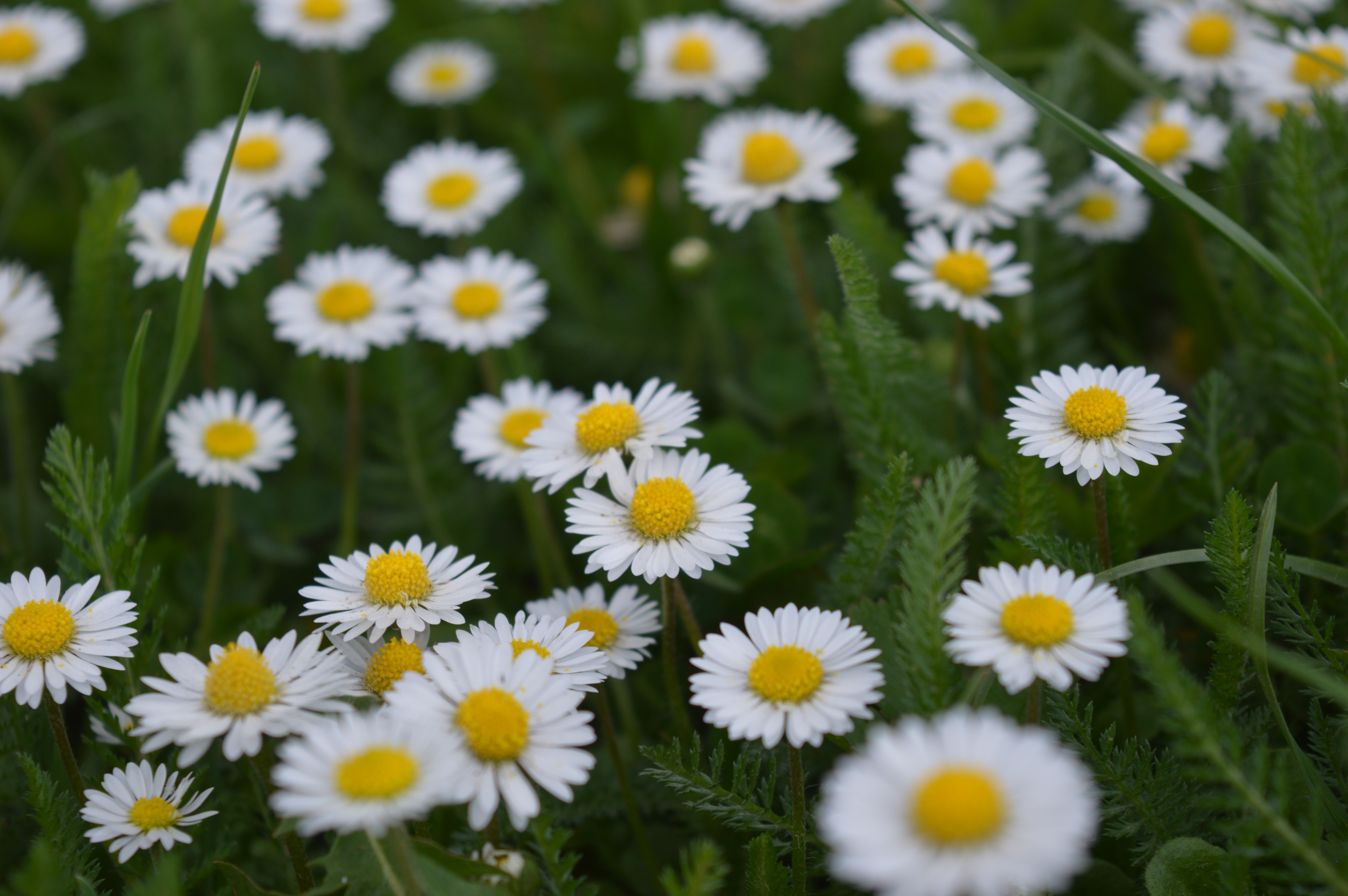 White Flowers Nature Flowers Daisies Matricaria 6016x4000