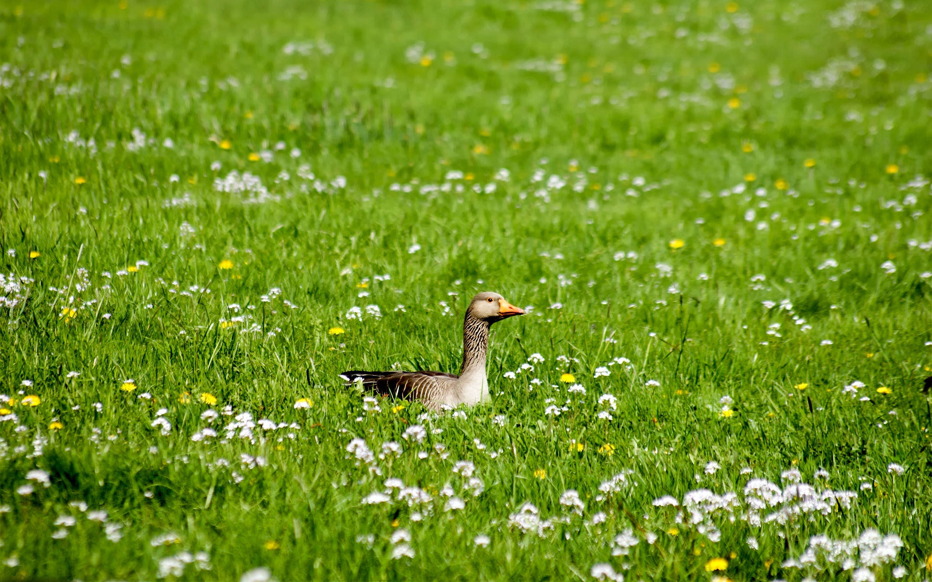 Goose Flower Bird 1920x1200