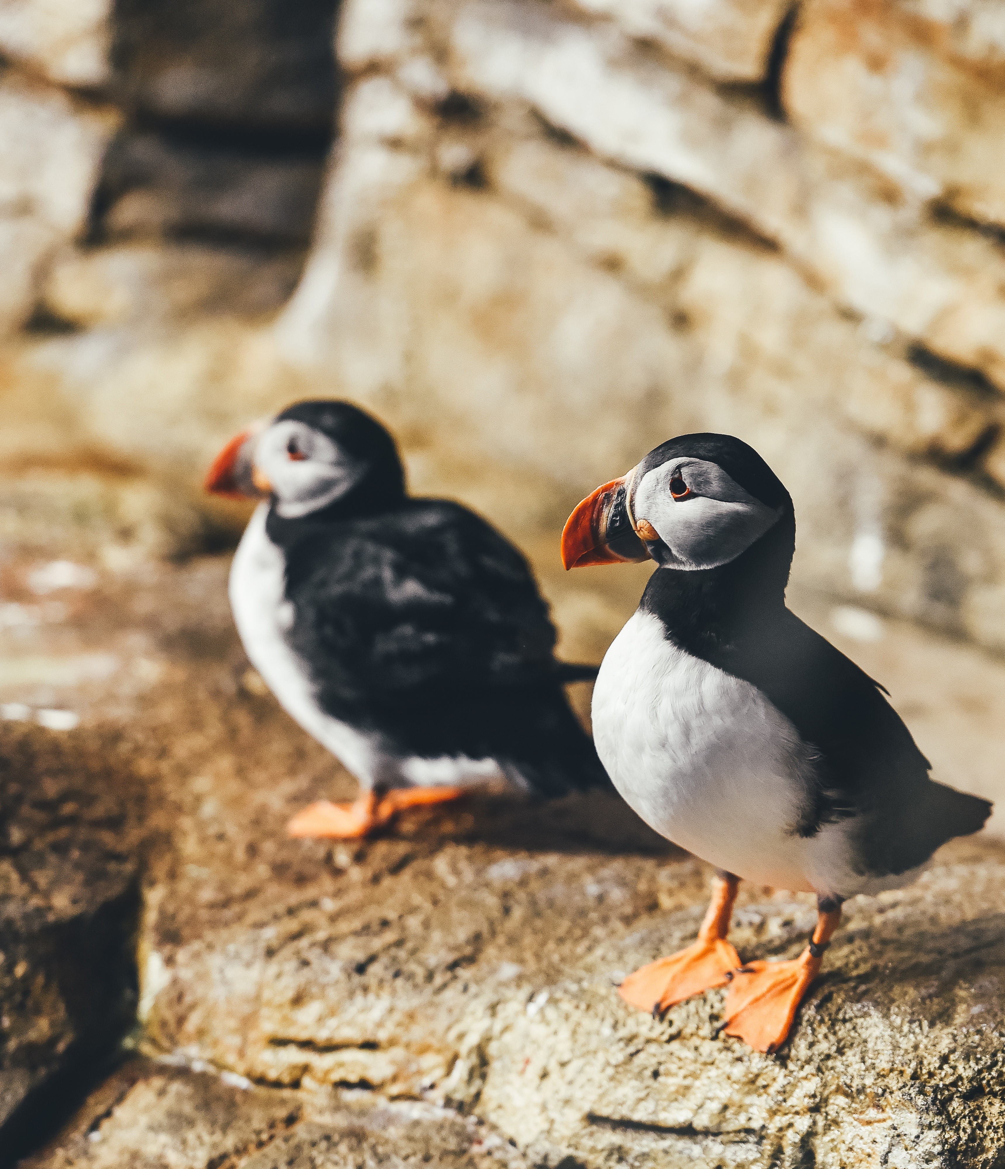 Puffins Canada Birds Animals 3438x4000