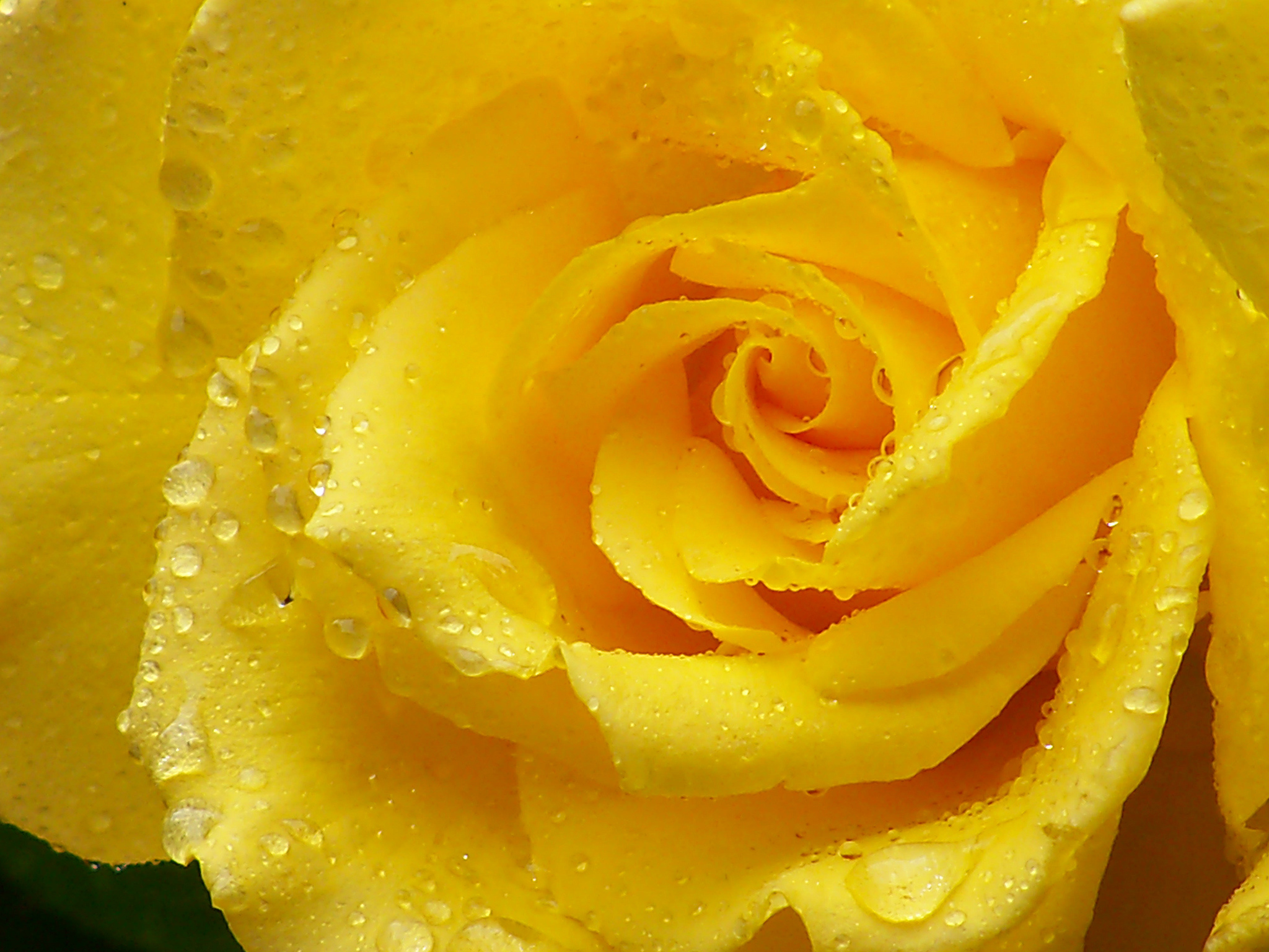 Flower Yellow Rose Water Drop 2048x1536