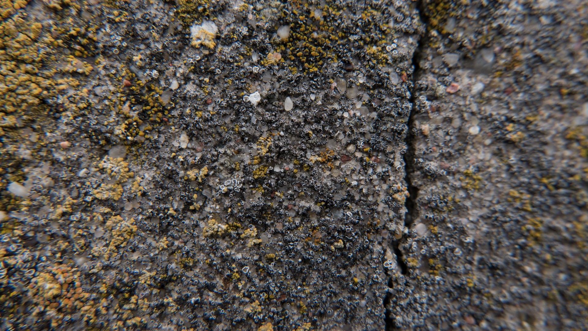 Concrete Moss Split Texture 1920x1080