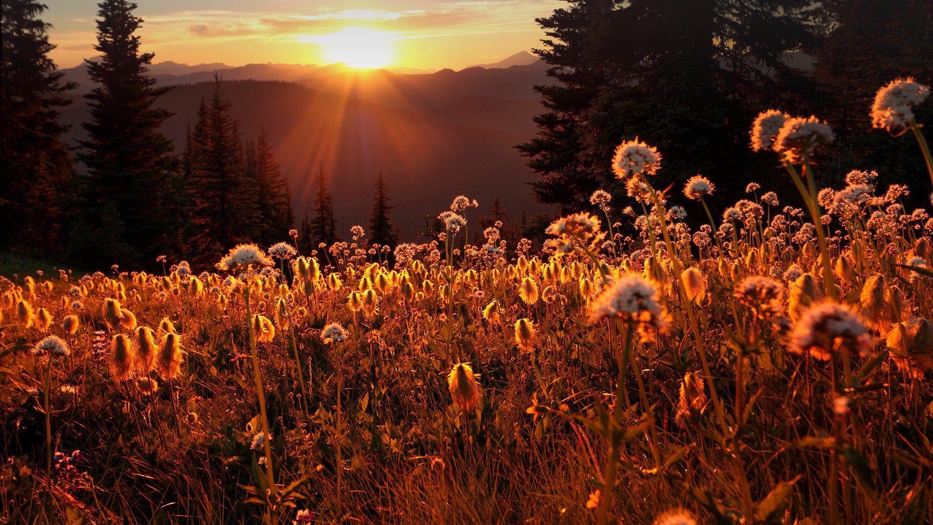 Nature Landscape Plants Sunset Sun Sun Rays Trees Mountains Clouds Sky Dandelion Grass British Colum 1920x1080