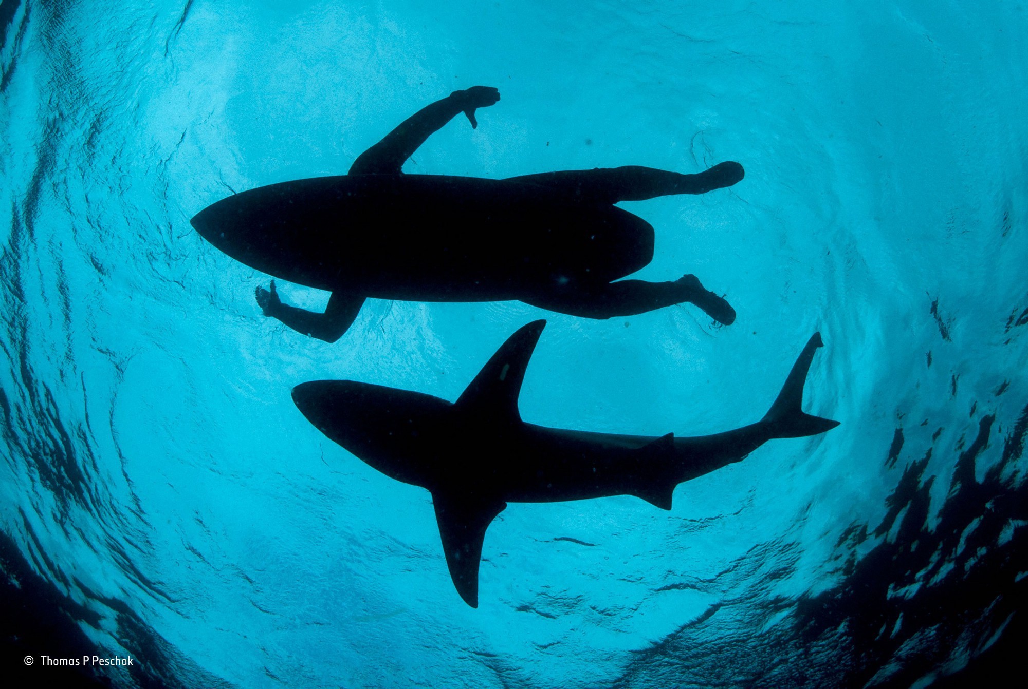 Nature Water Underwater Sea Animals Winner Photography Contests Shark Silhouette Men Surfing Surfers 2000x1342