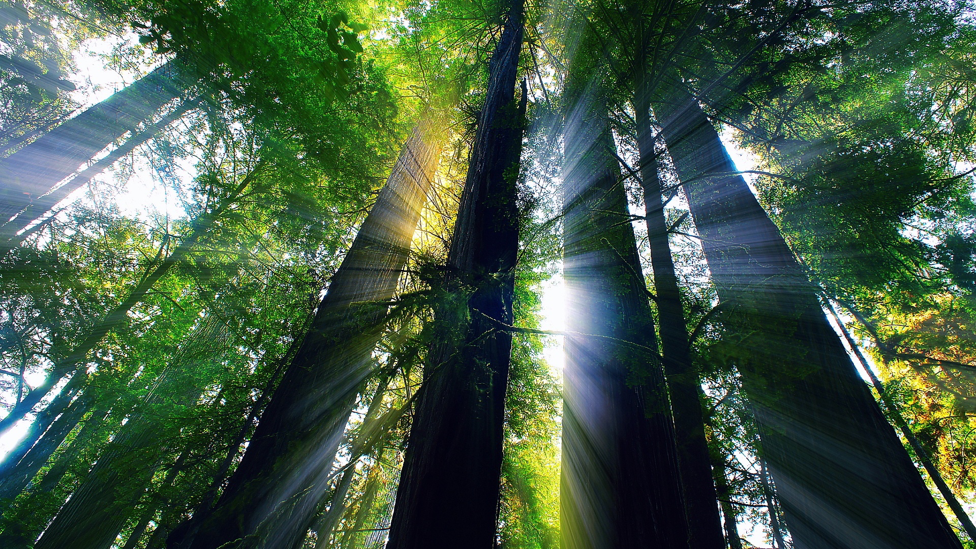 Earth Forest Tree Redwood Sunshine Sunlight Sunbeam 1920x1080