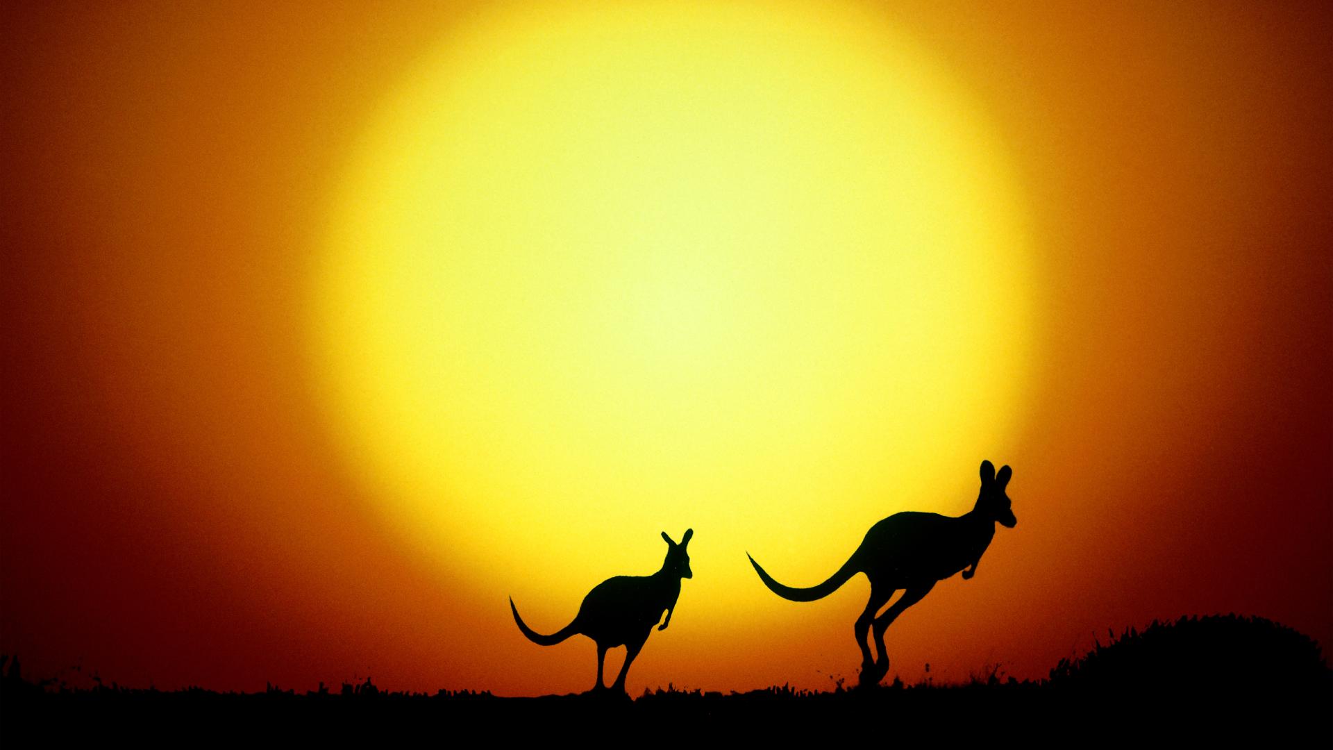 Animal Australia Kangaroo Sunset Yellow 1920x1080