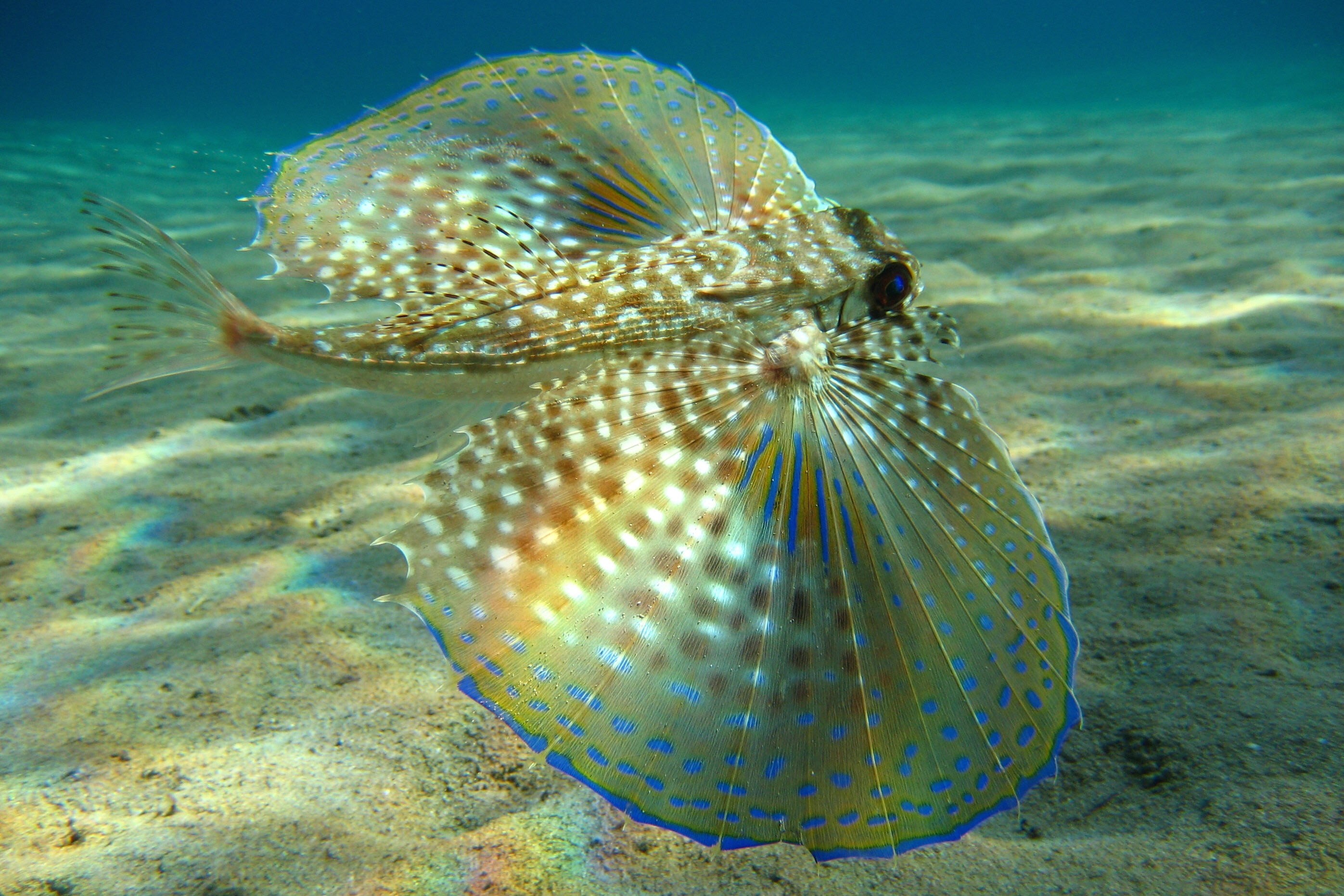 Fish Underwater Exotic Sea 2793x1862
