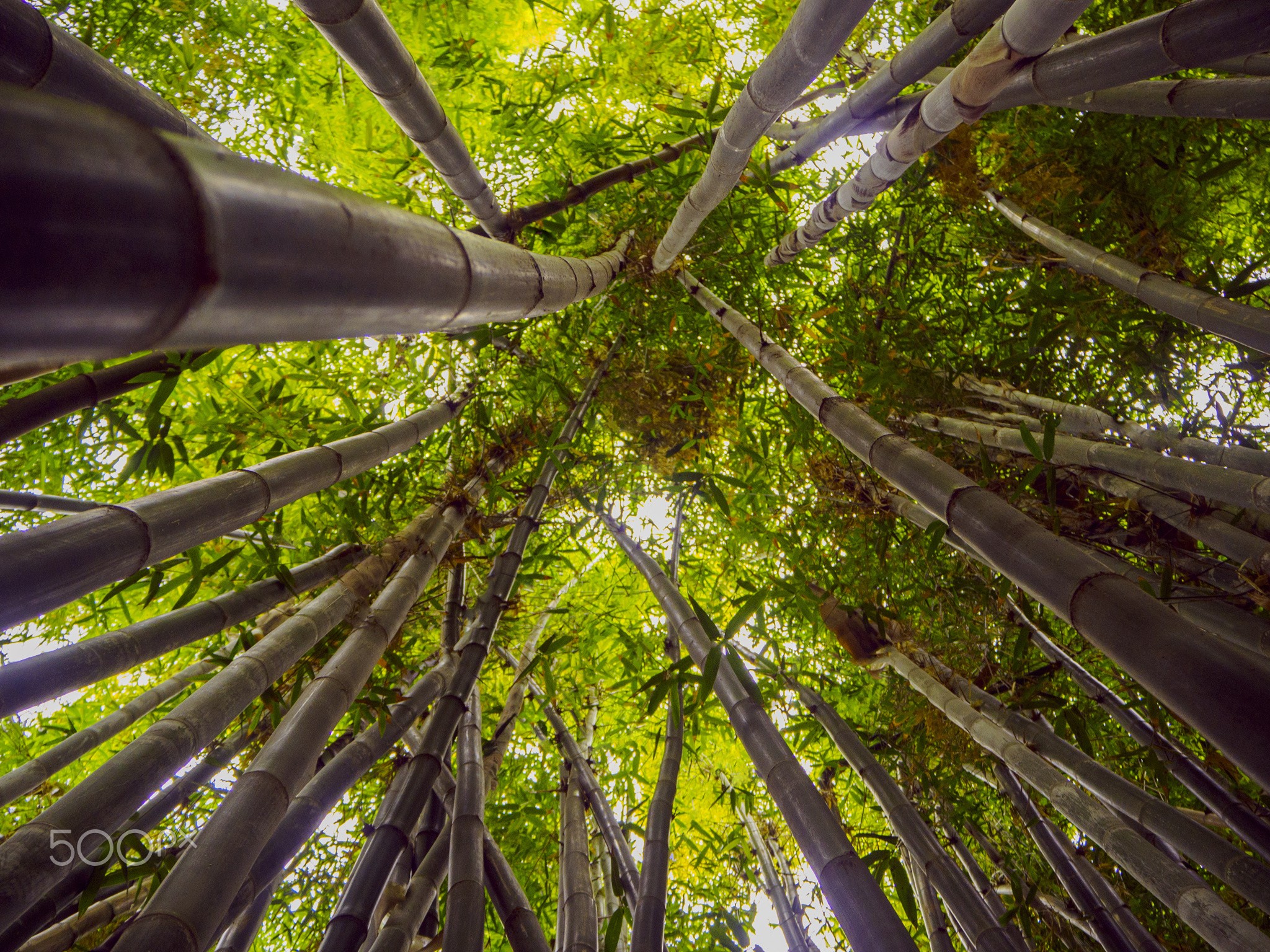 Worms Eye View Trees Forest Bottom View Bamboo 2048x1536