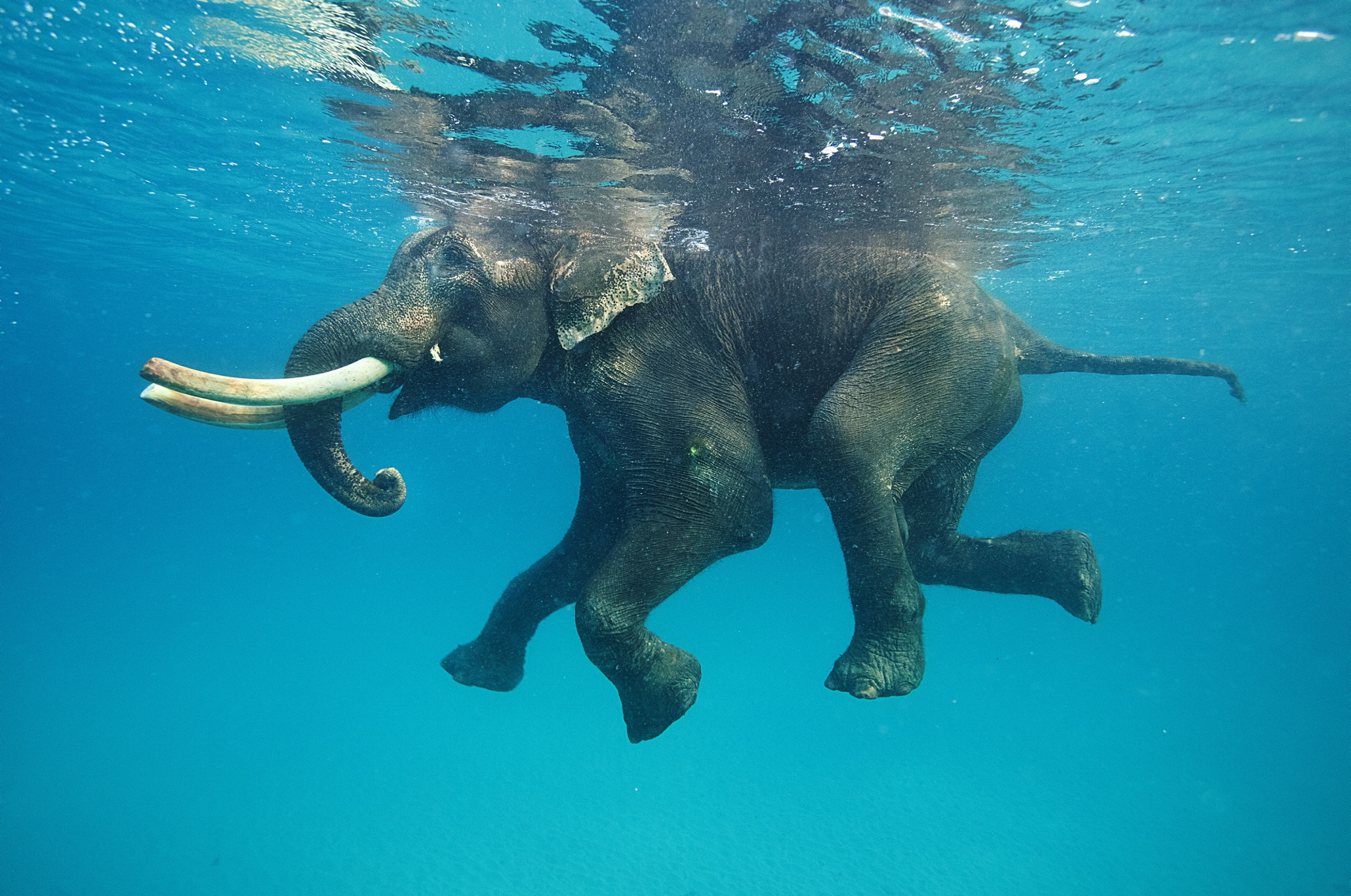 Nature Animals Elephant Water Underwater Swimming Blue Reflection Tusk Turquoise 2060x1366