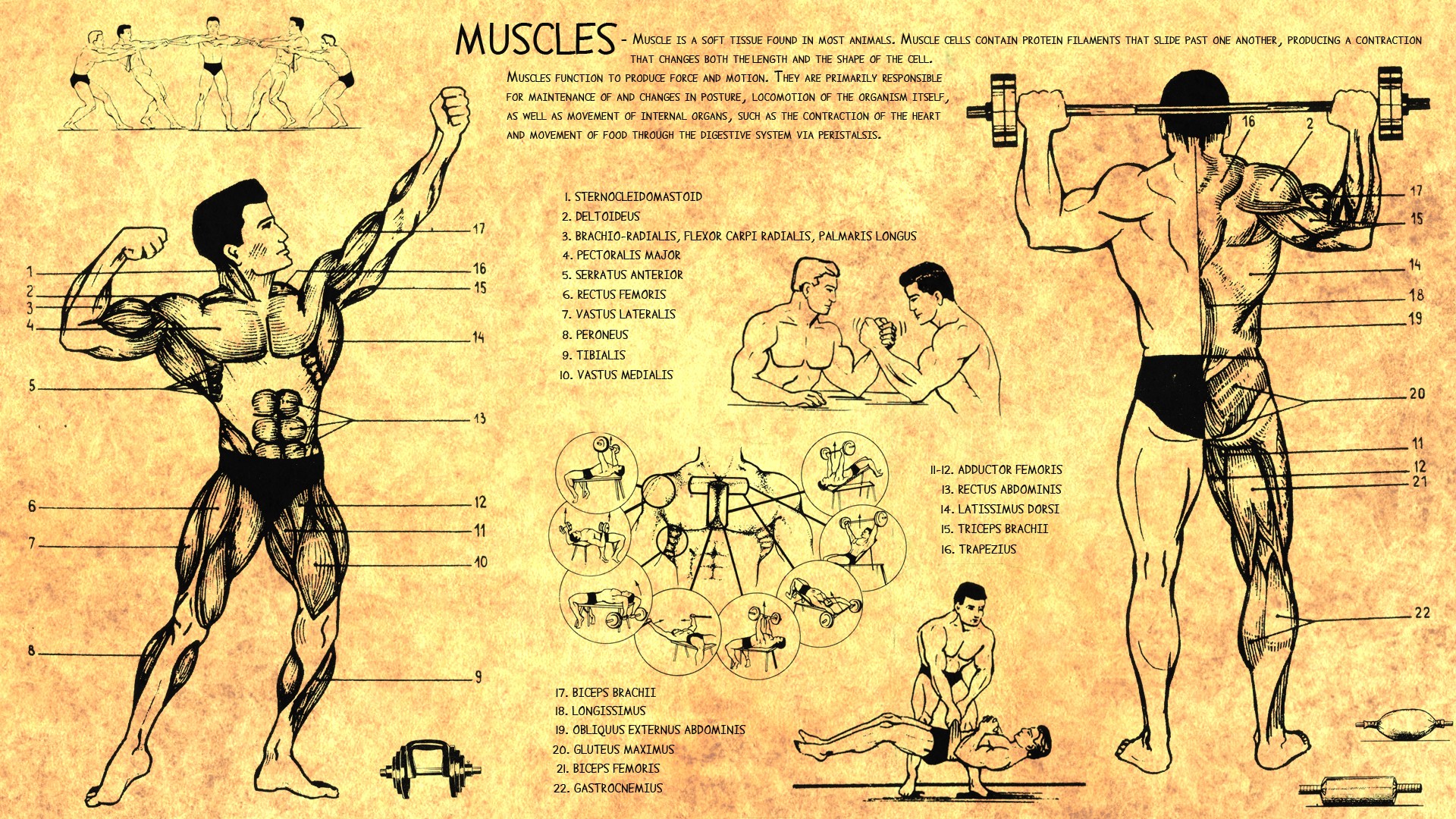 Muscles People Infographics Beige 1920x1080