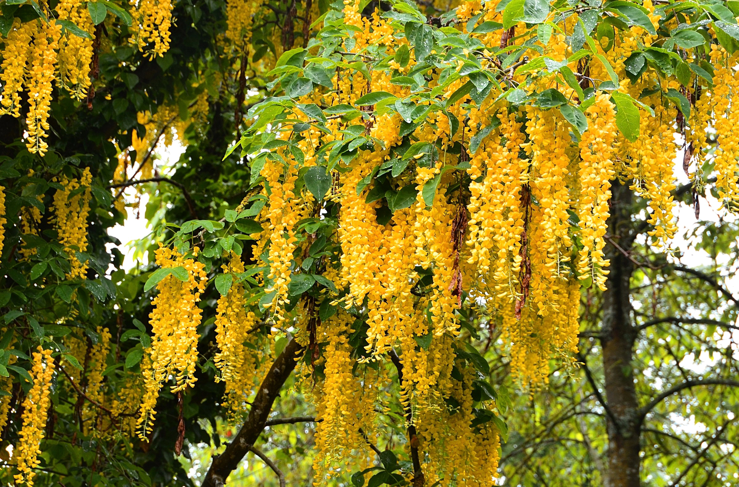 Earth Wisteria Tree Close Up Yellow Flower 2400x1580