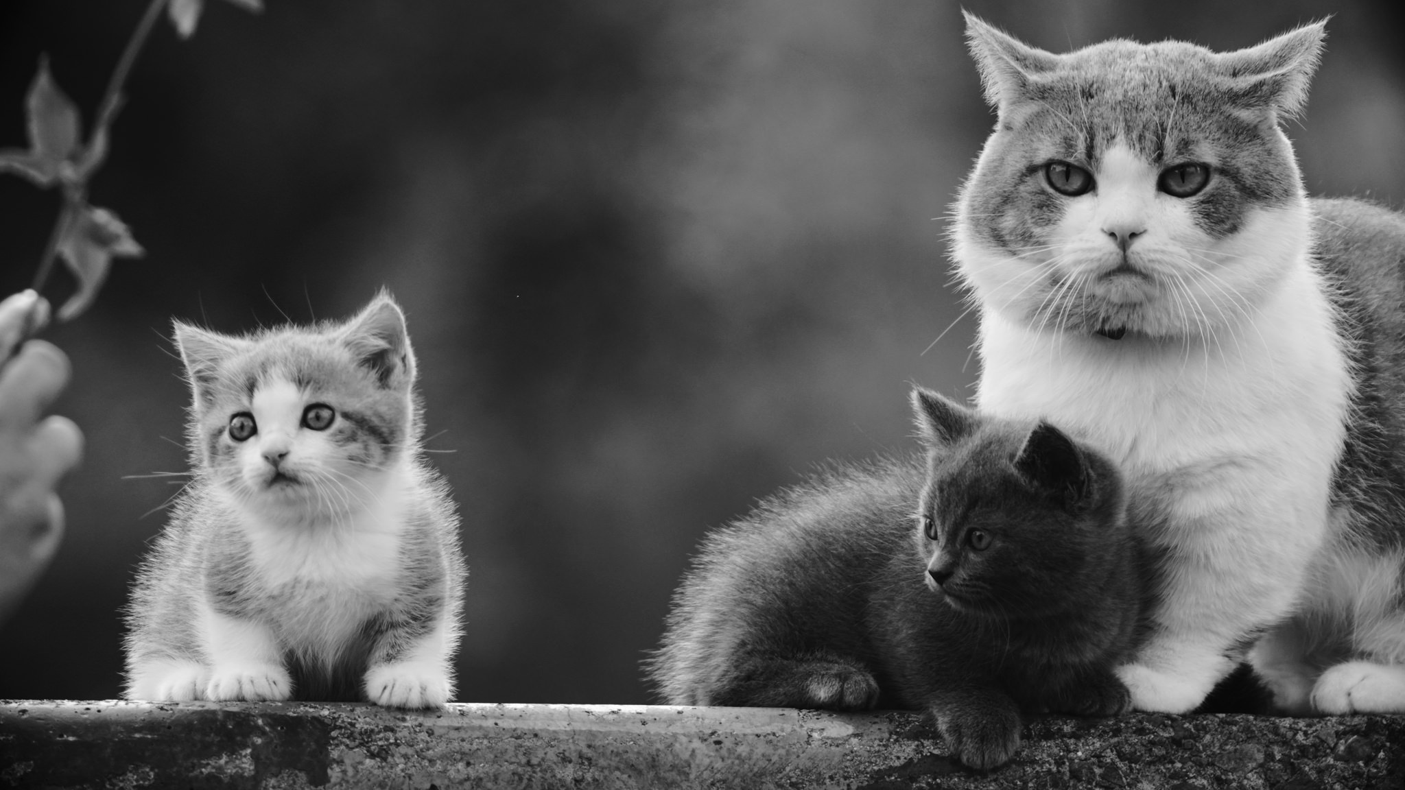 Animals Cats Monochrome Family 2048x1152