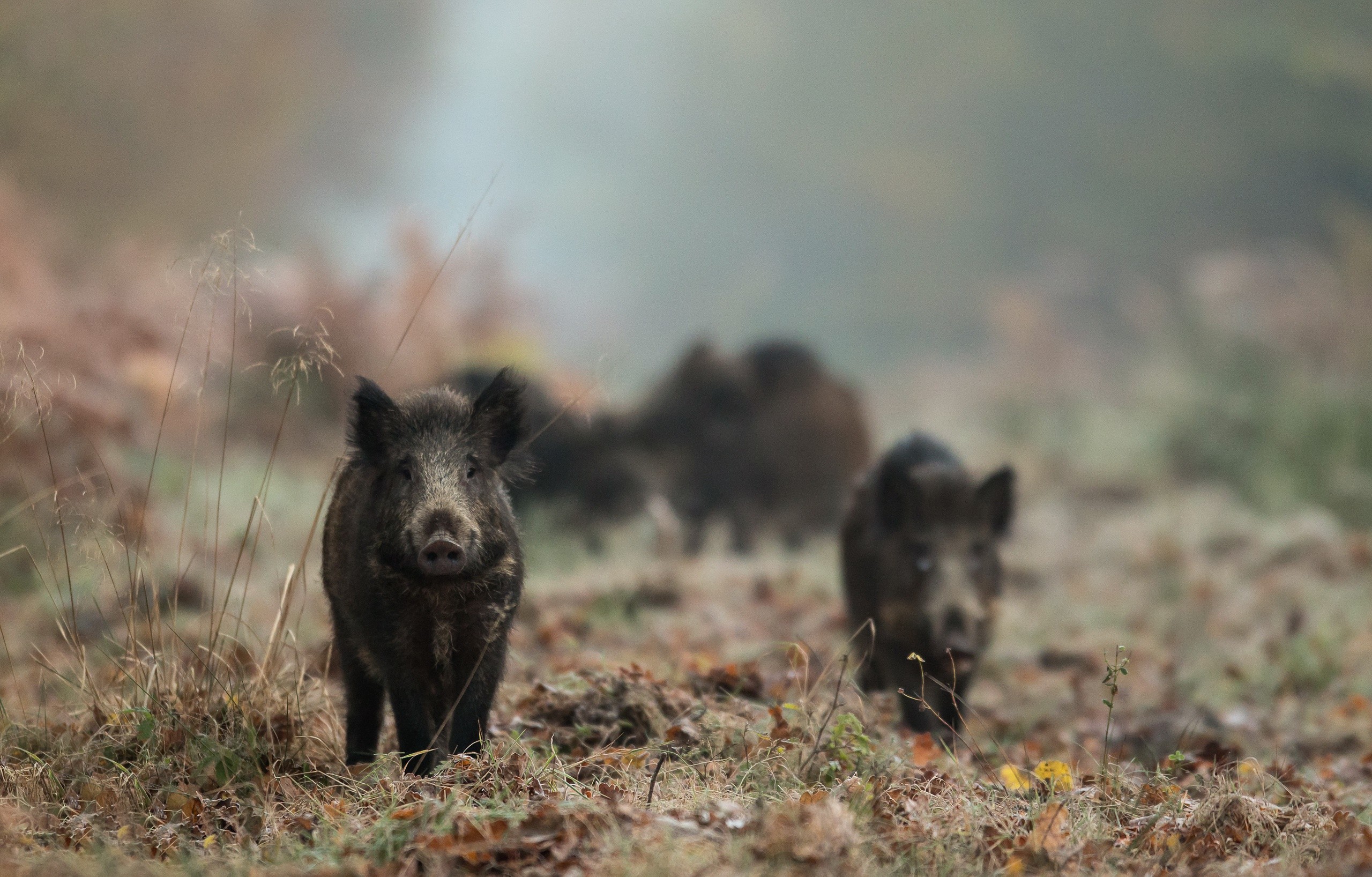 Pigs Animals Nature Outdoors 2560x1636
