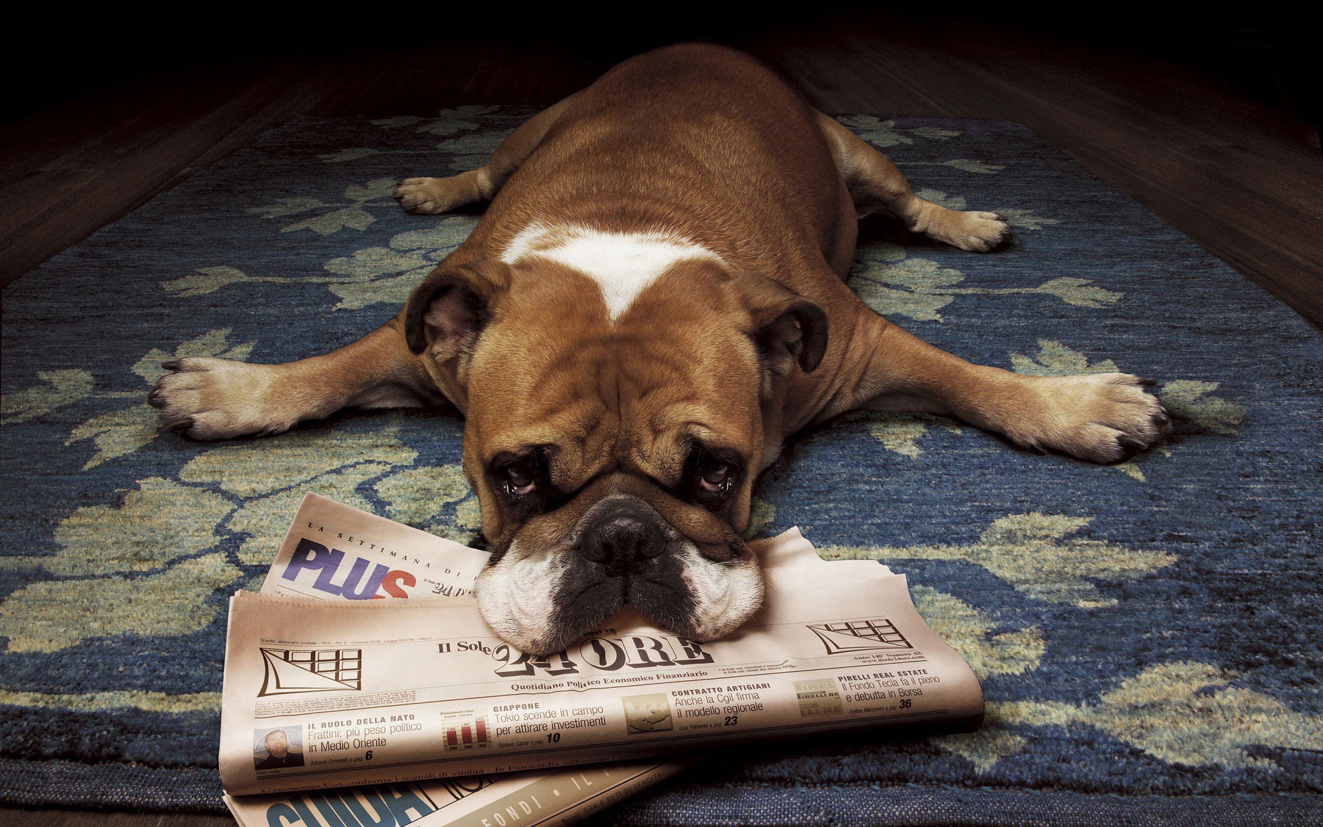 Animals Dog Newspapers 1920x1200