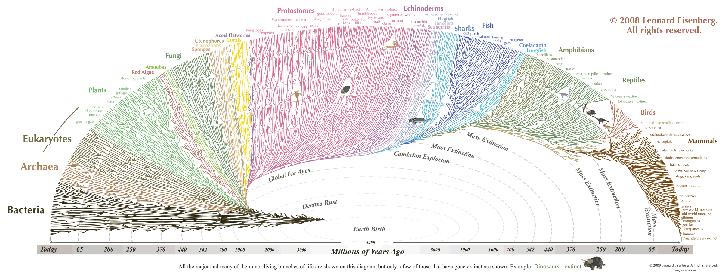 Evolution Diagrams Science Biology Charts Infographics 2420x915