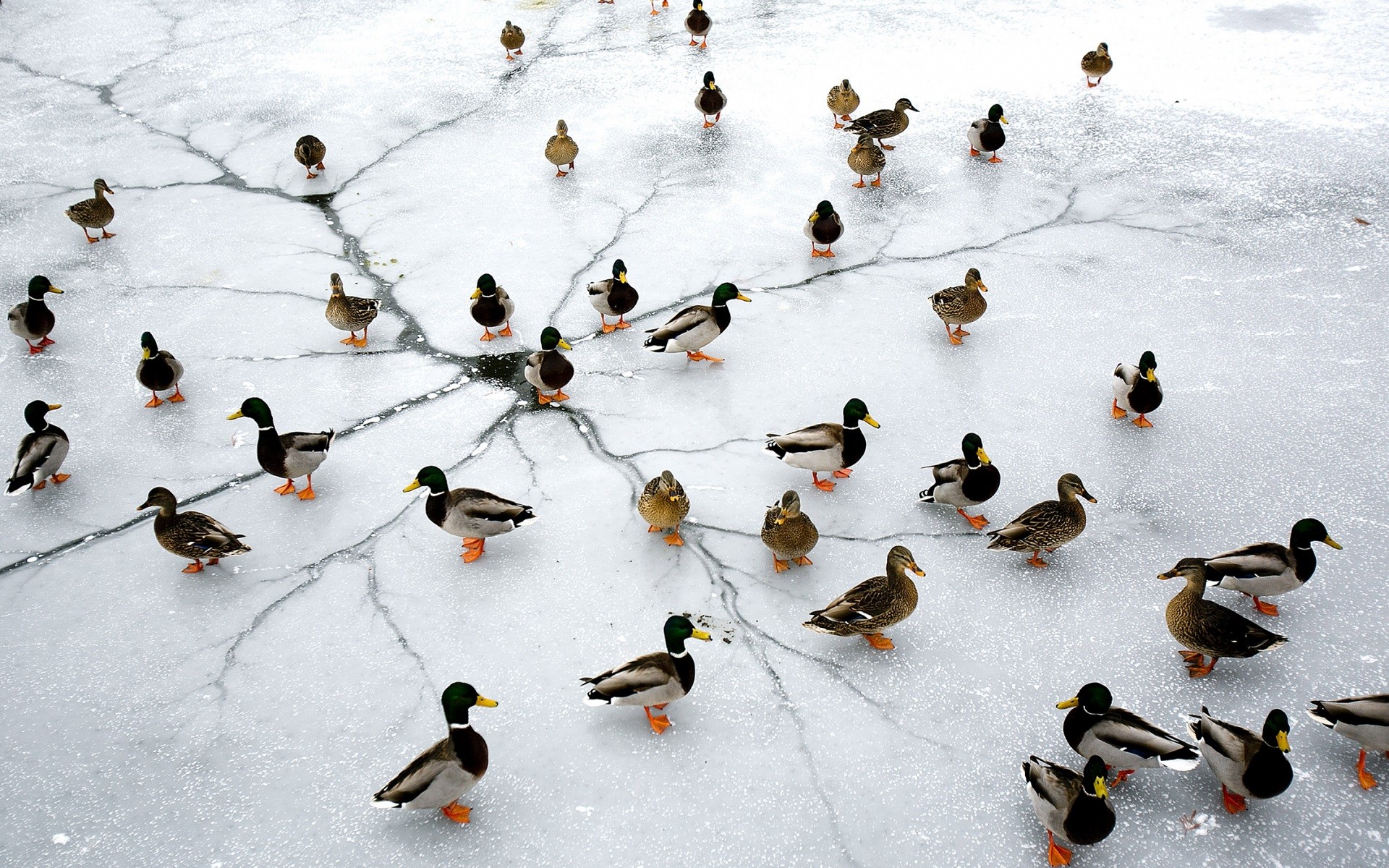 Nature Ice Animals Birds Duck Lake Frozen Lake 1920x1200
