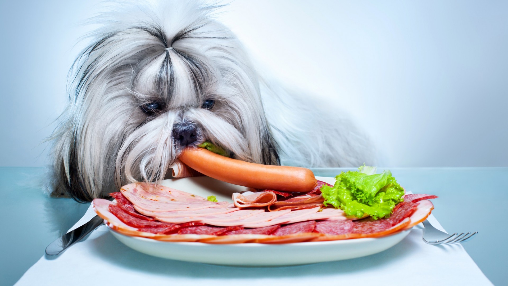 Animals Dog Pet Food Meat Vegetables Plates Salami Simple Background Eating 1920x1080