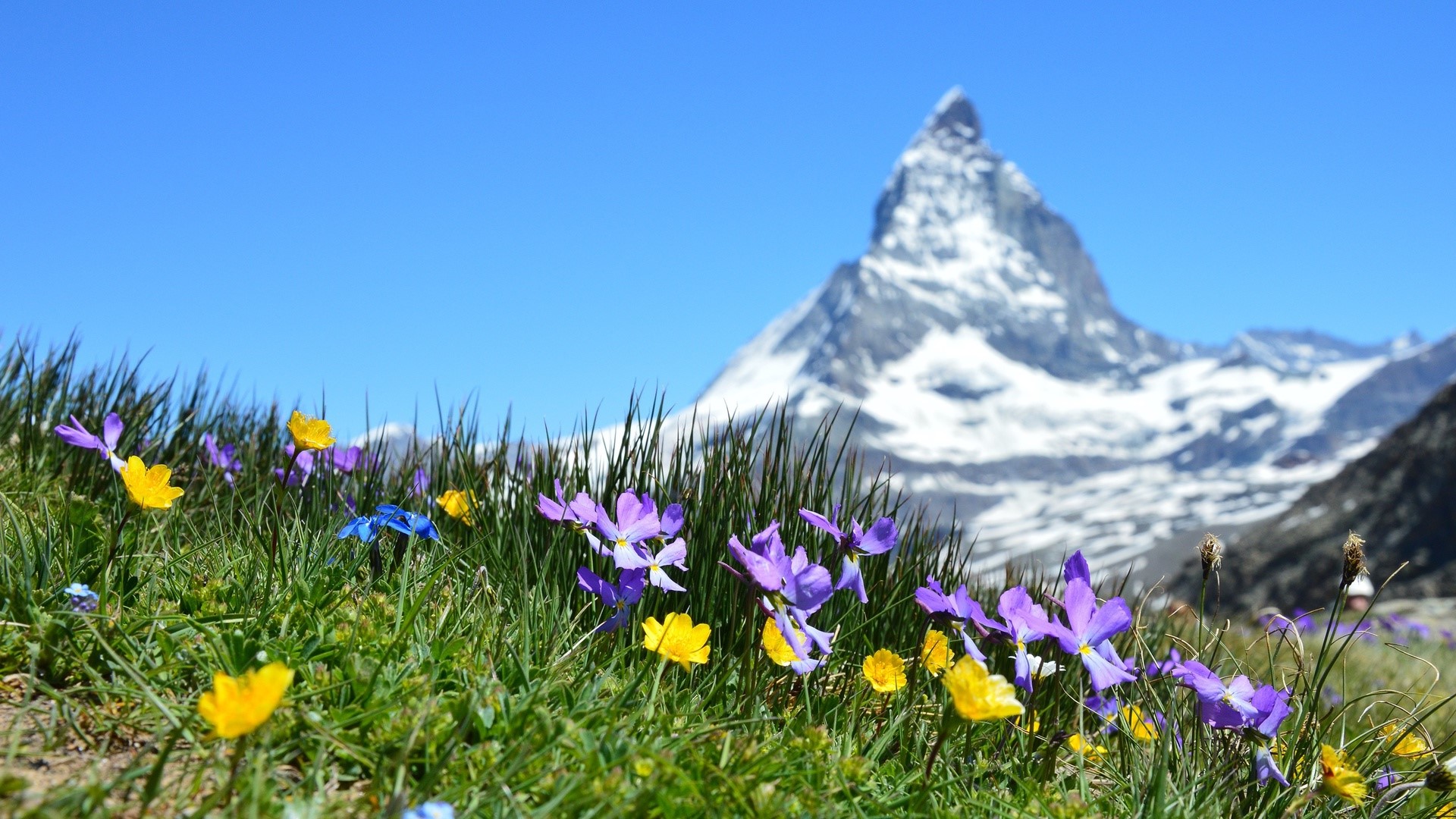 Grass Nature Photography Matterhorn Switzerland Landscape Mountains Snow Sky Hills Summer Plants 1920x1080