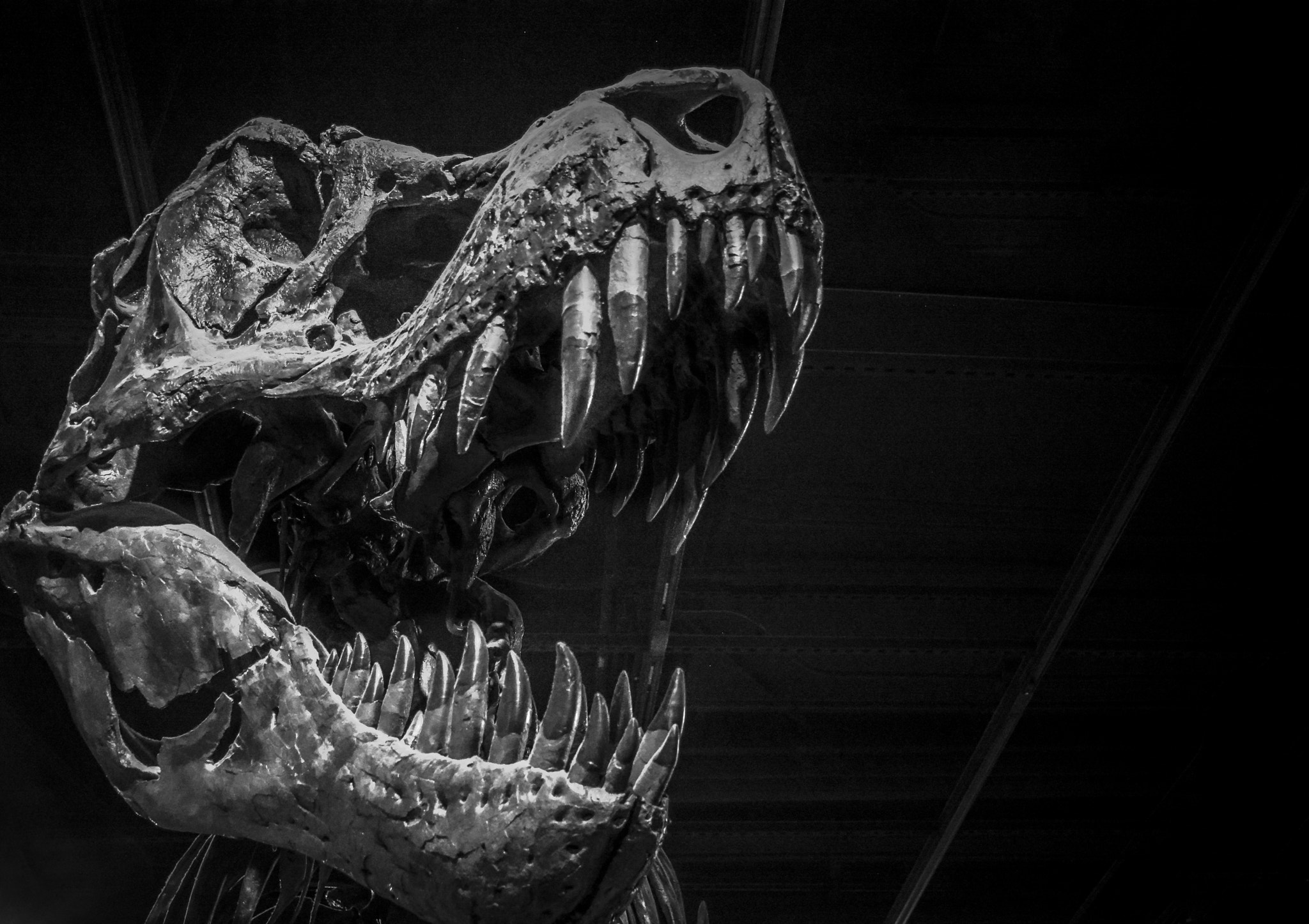 Skull Bones Monochrome Dinosaurs Fossils 2048x1446
