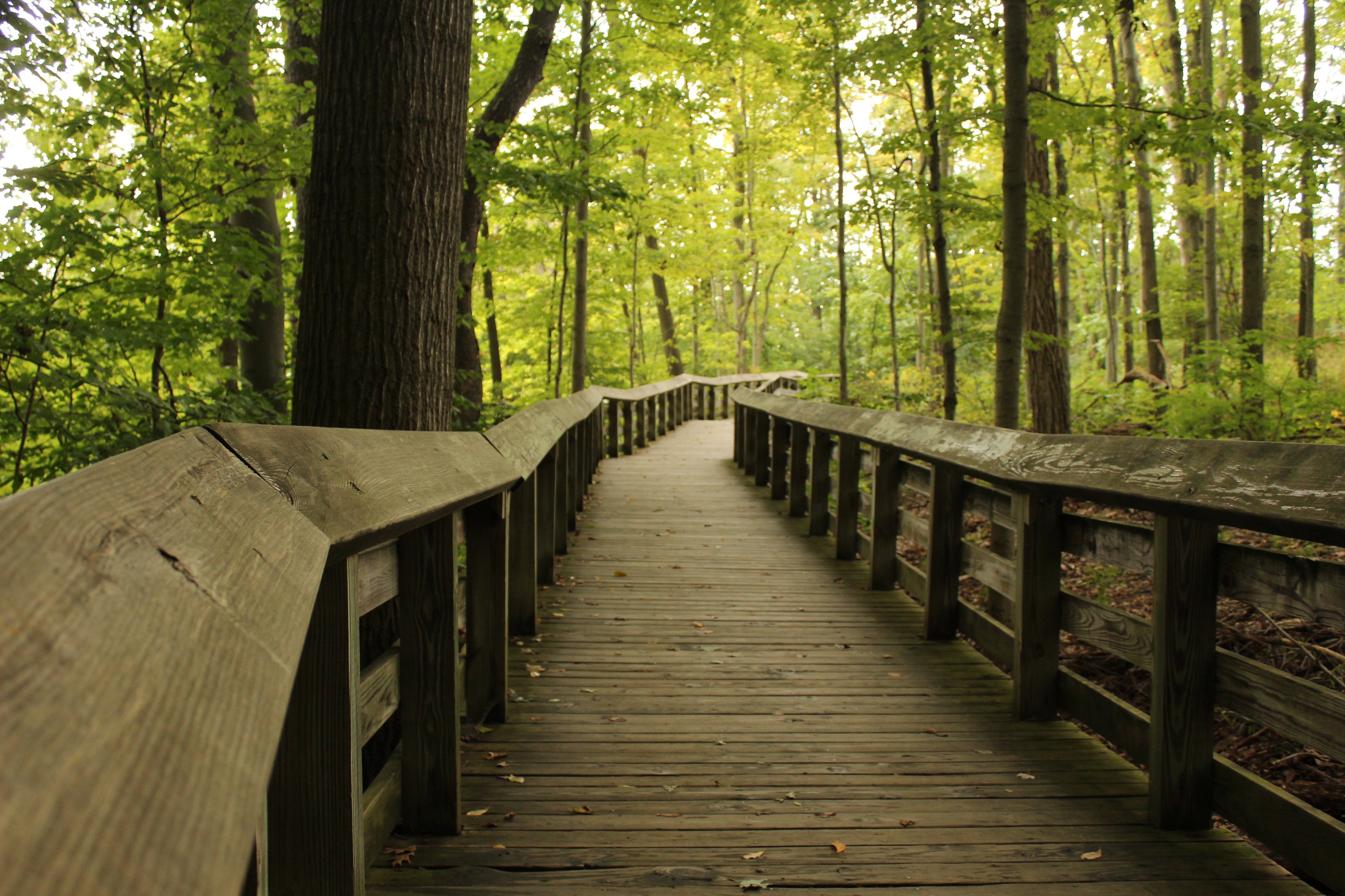 Ohio Wooden Surface Path Oak Trees Walkway 5184x3456