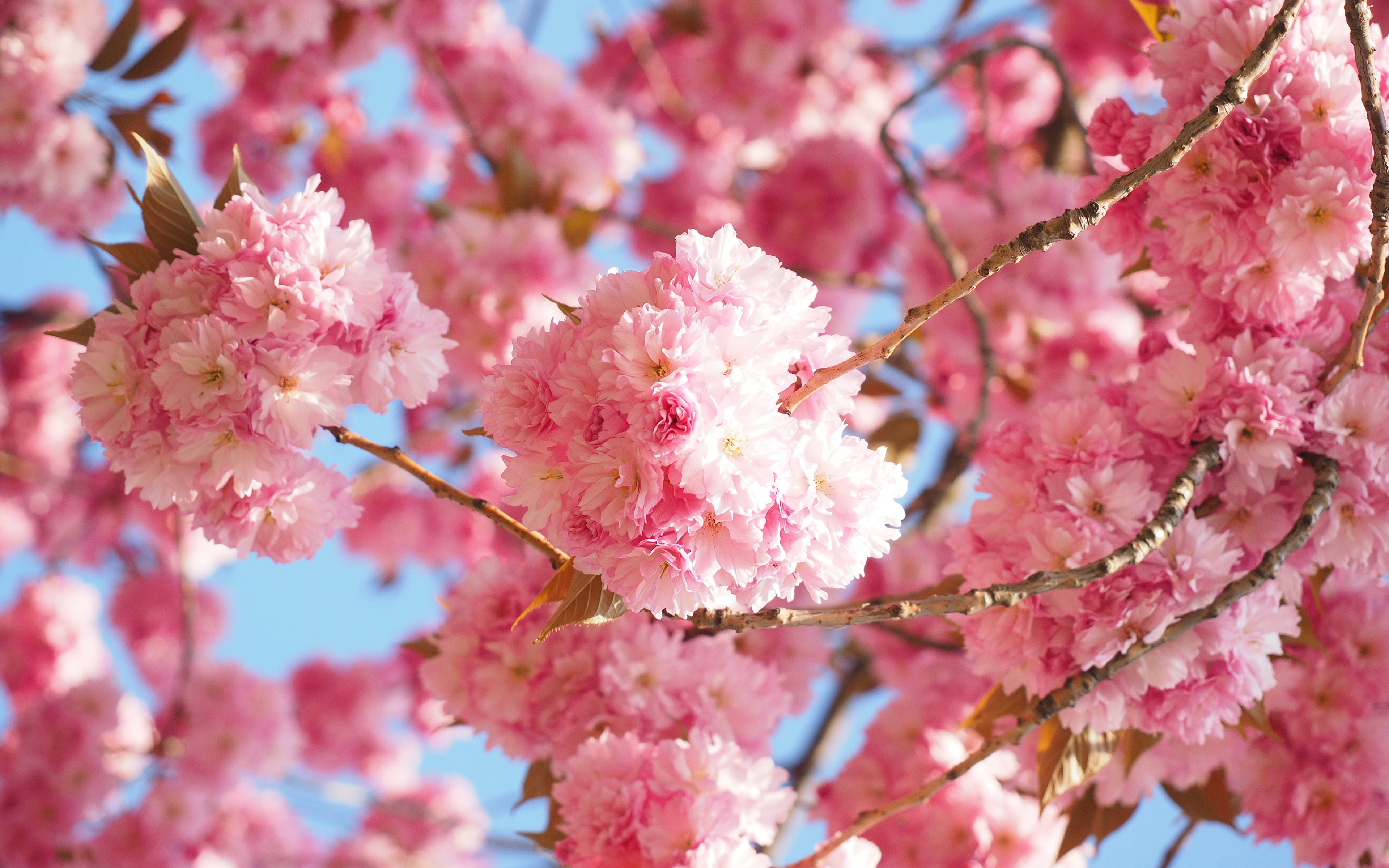 Blossom Spring 3840x2400