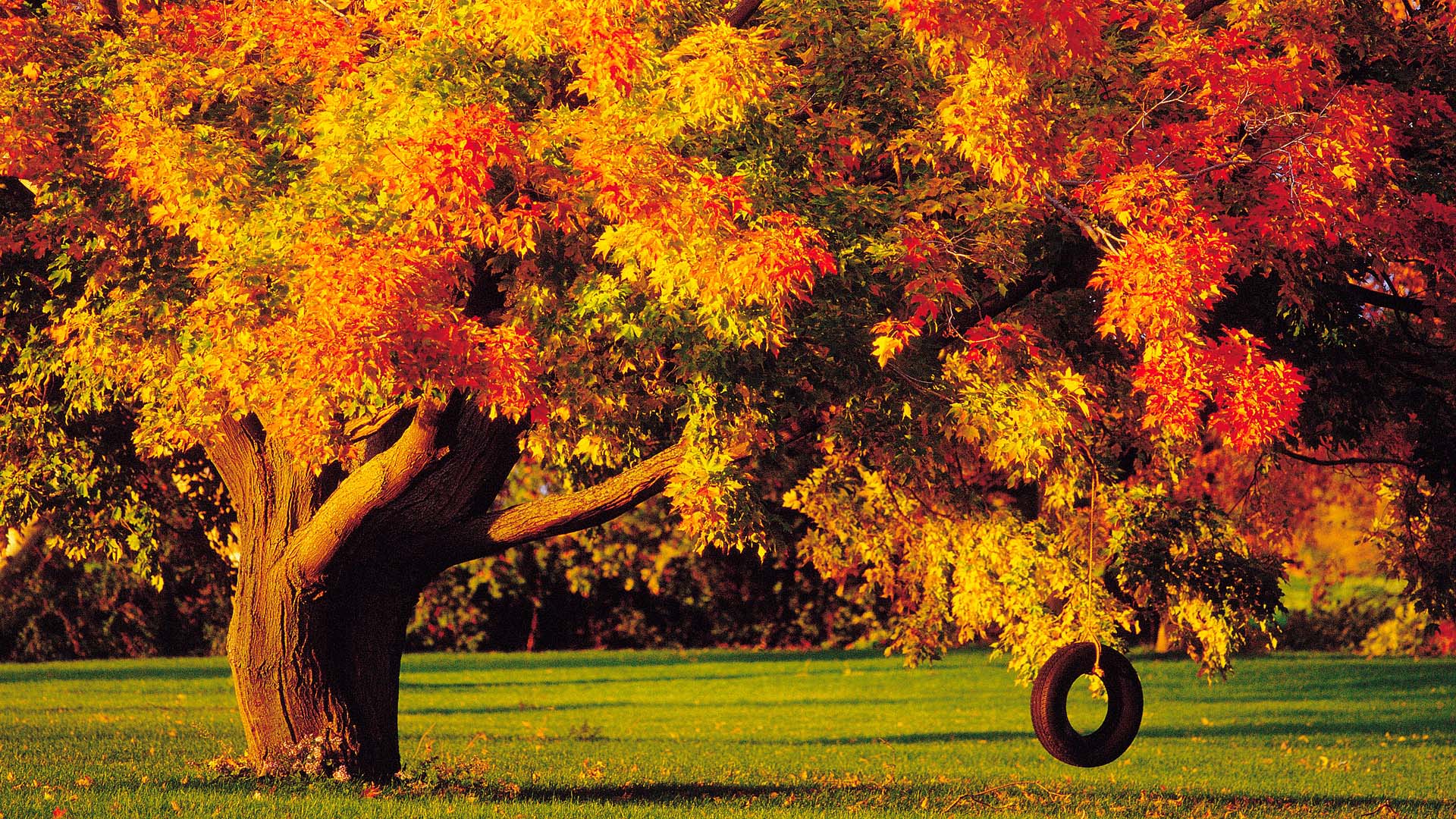 Earth Tree Fall Foliage Swing Tire 1920x1080
