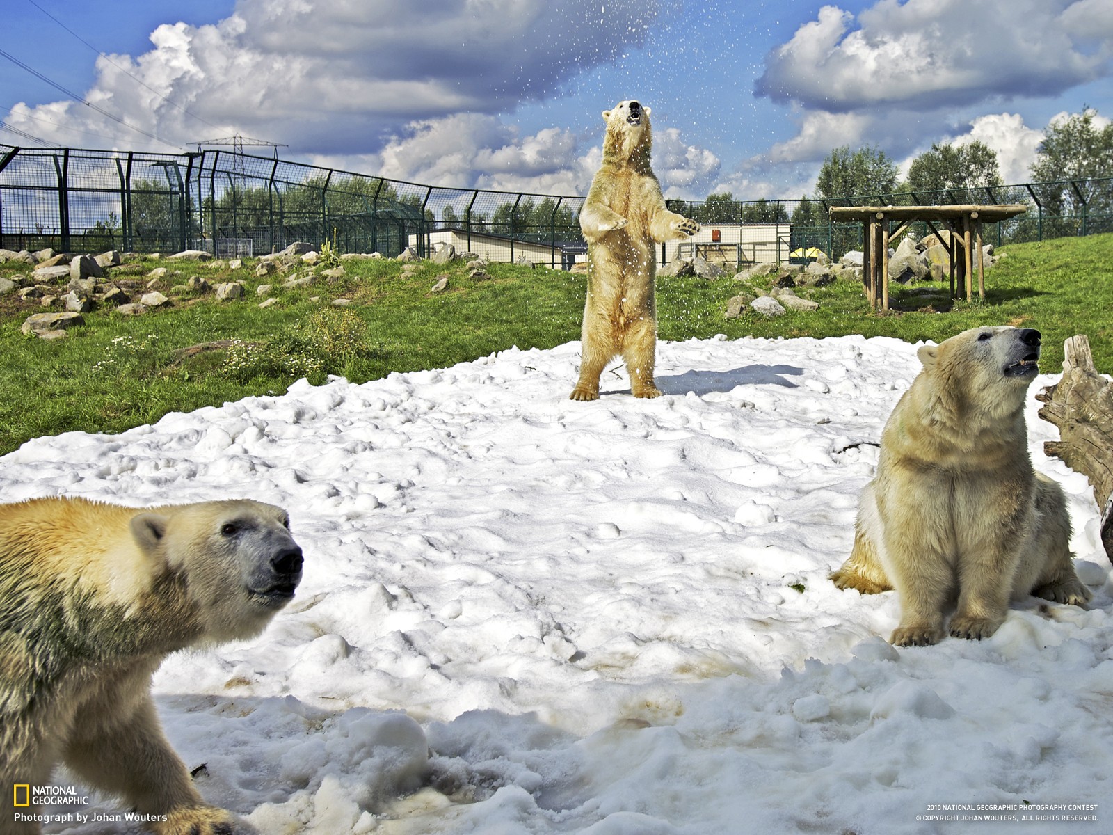 National Geographic Bears Animals 1600x1200