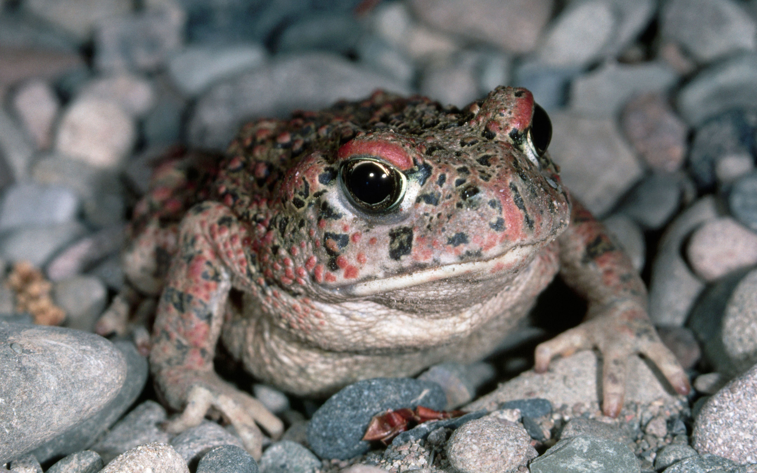 Animal Toad 2560x1600
