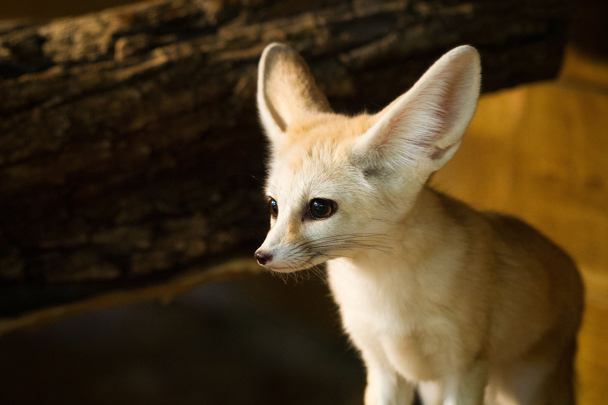 Animal Fennec Fox 2048x1365