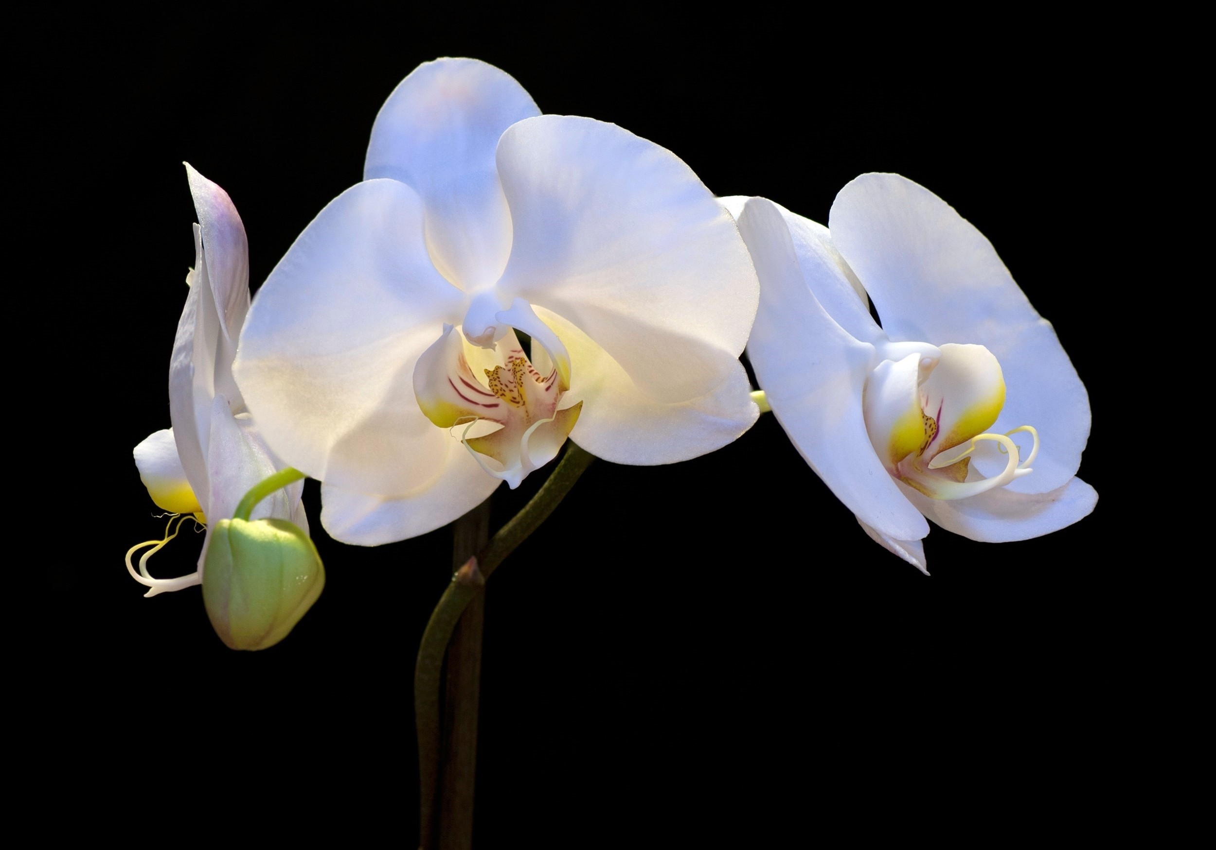 Nature Flowers Orchids 2500x1749