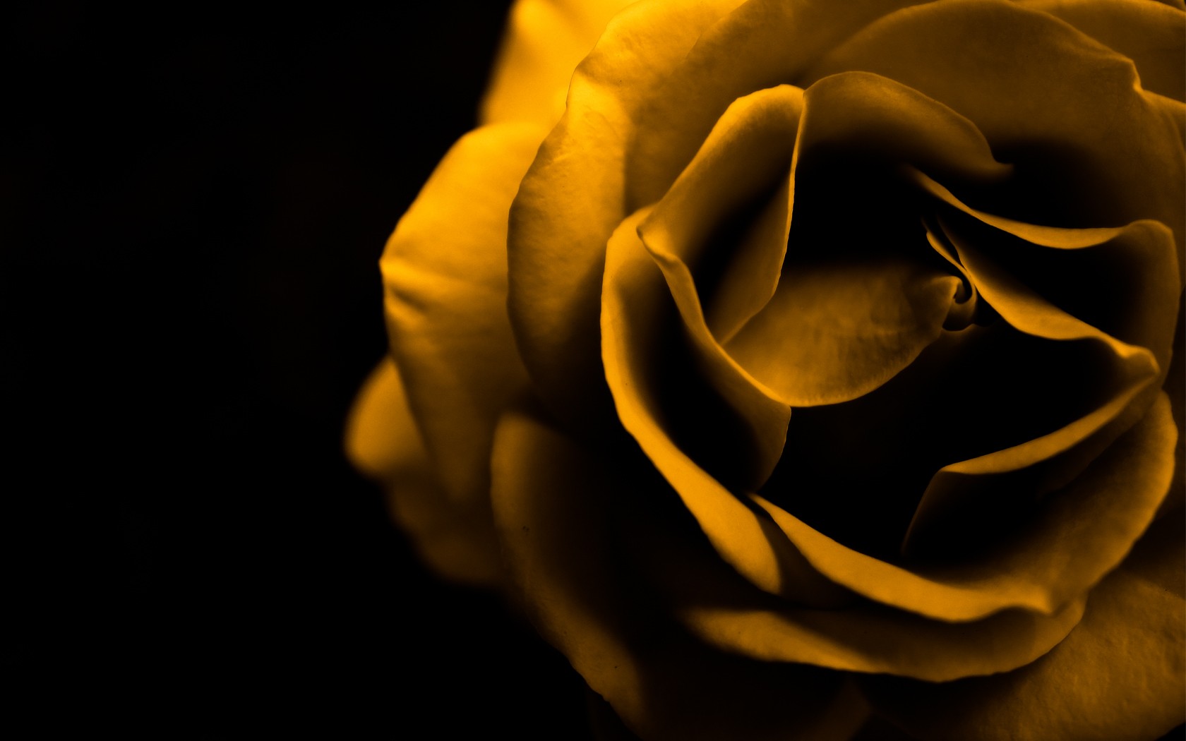 Rose Roses Yellow Roses Sepia 1680x1050