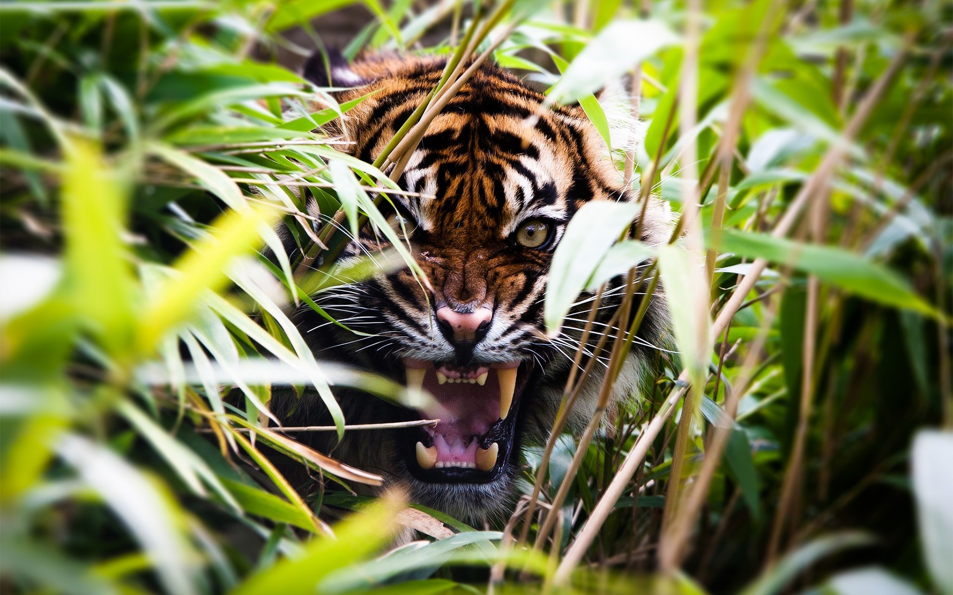 Nature Animals Tiger Depth Of Field Plants Roar 1920x1200
