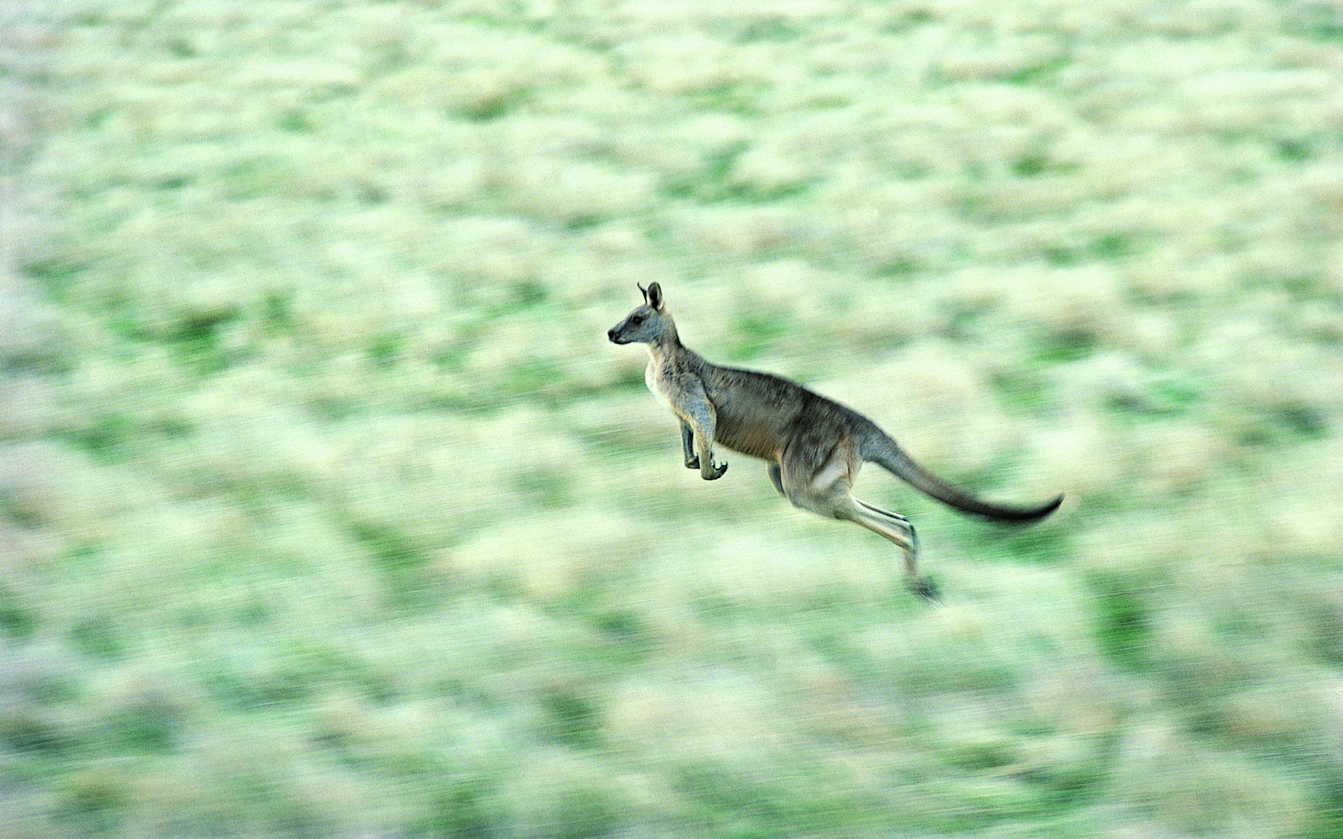 Animal Kangaroo 1920x1200