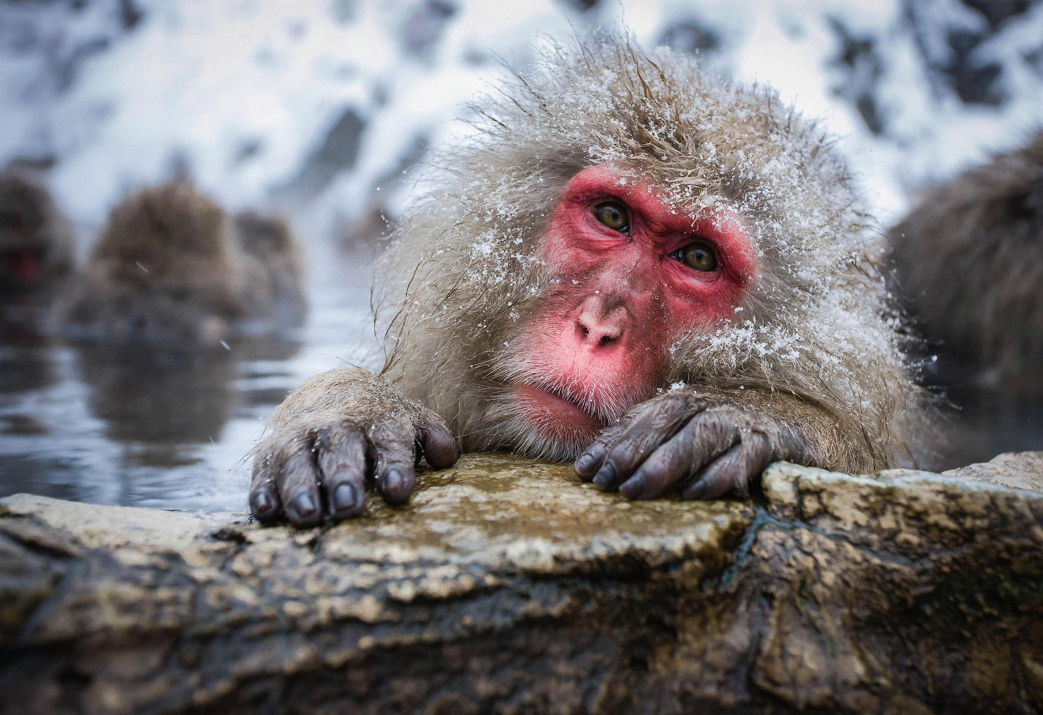 Animal Macaque Japanese Macaque Face 2048x1405