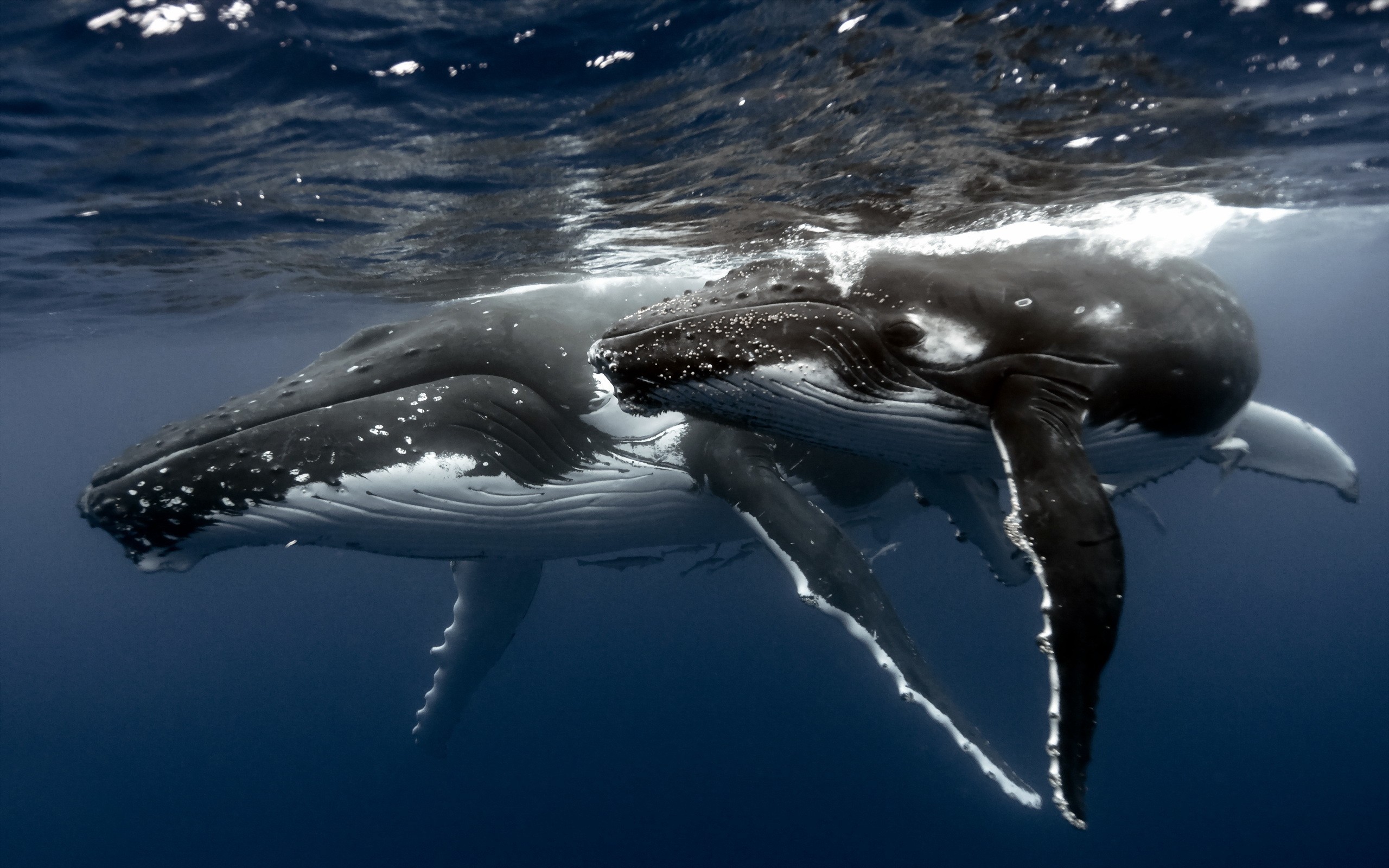 Whale Underwater Humpback Whale Animals 2560x1600